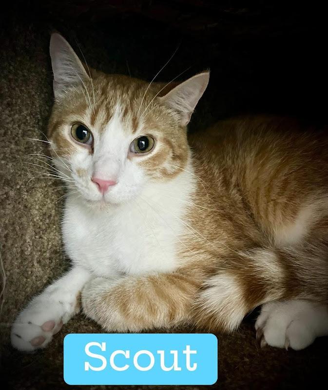 Scout, a ADOPTABLE Domestic Short Hair in Johnson City, TN image 2/3