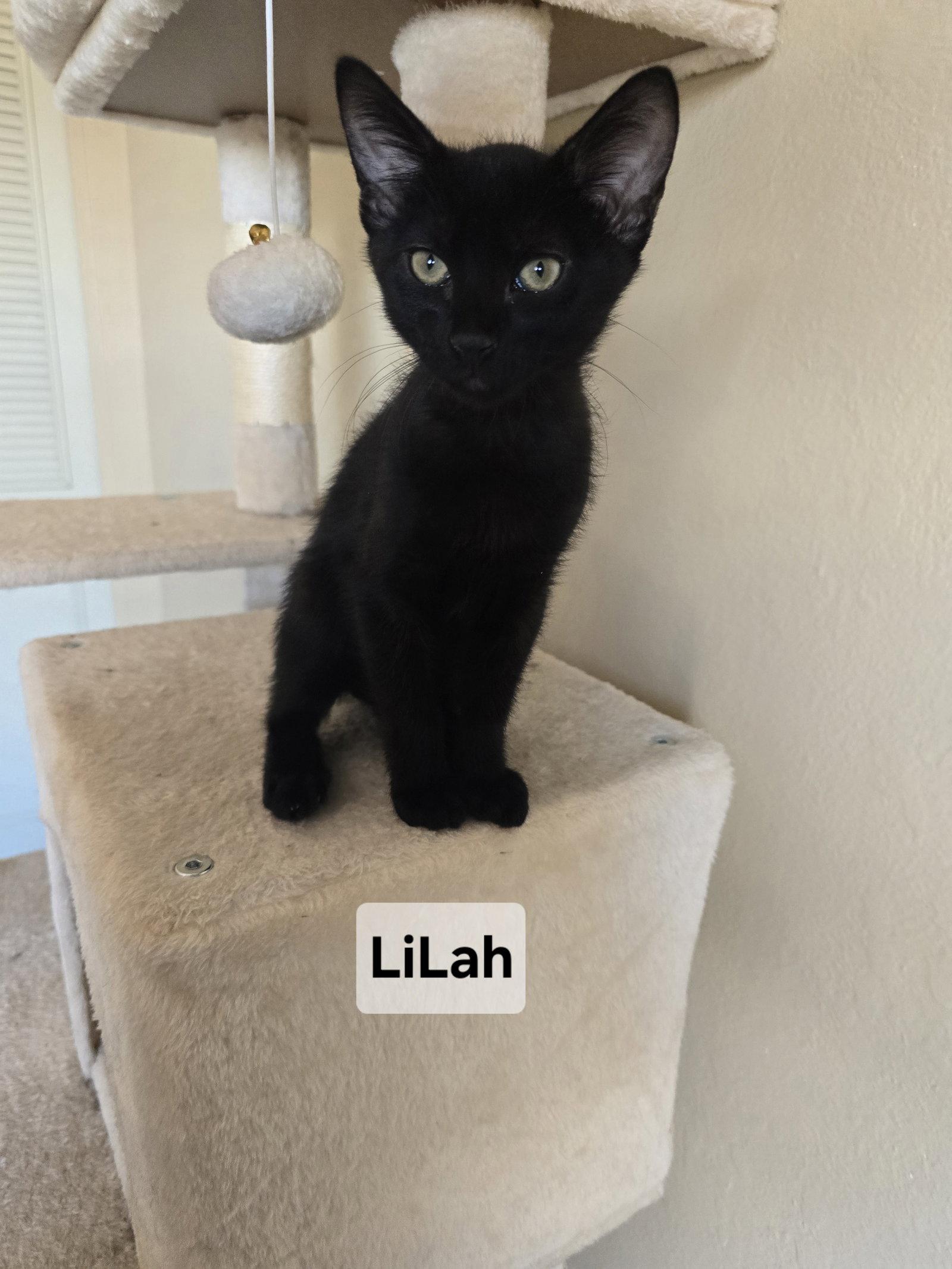 Lilah, Adopted, Young Female Domestic Short Hair.