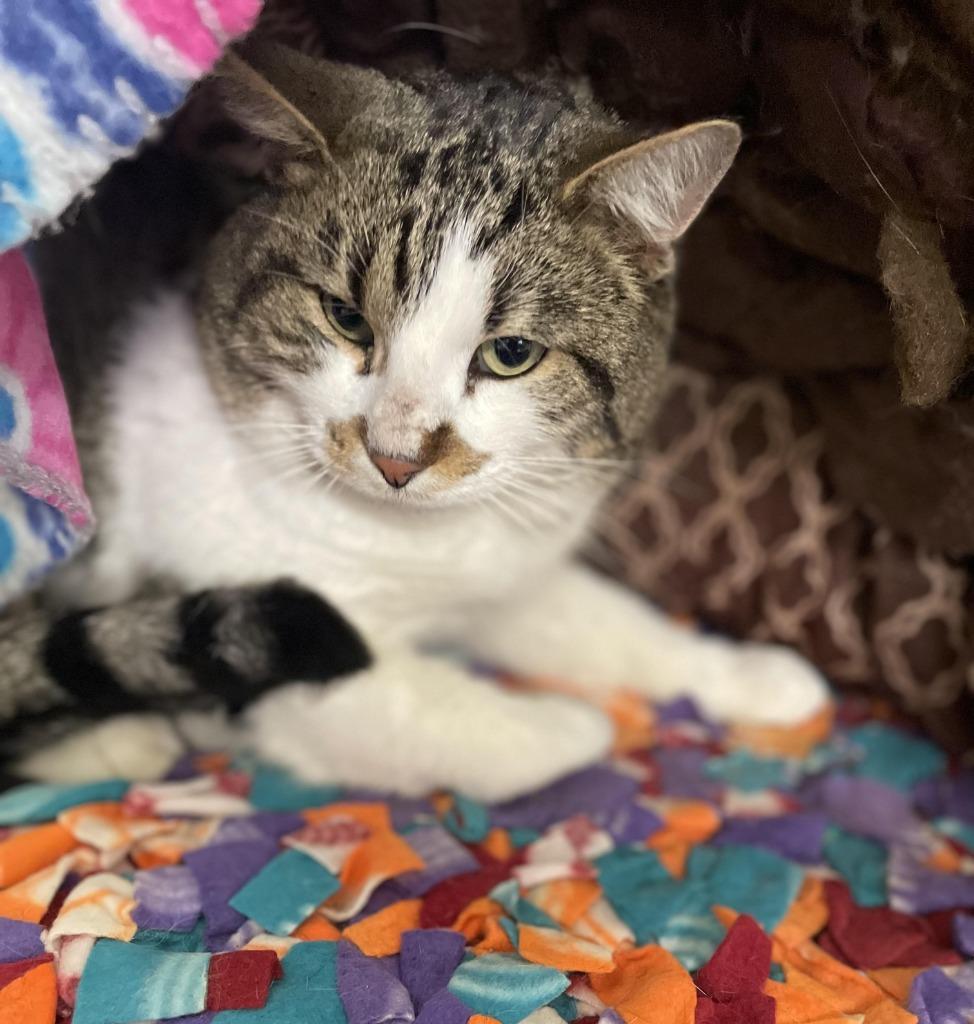 Enlarge Kevin, a Adoptable mixed breed in Ogden, UT image 3/6