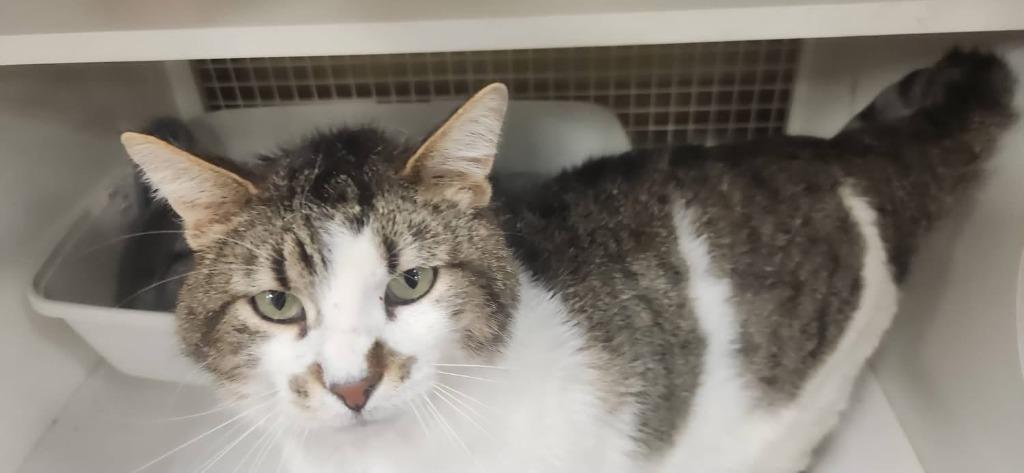 Enlarge Kevin, a Adoptable mixed breed in Ogden, UT image 5/6