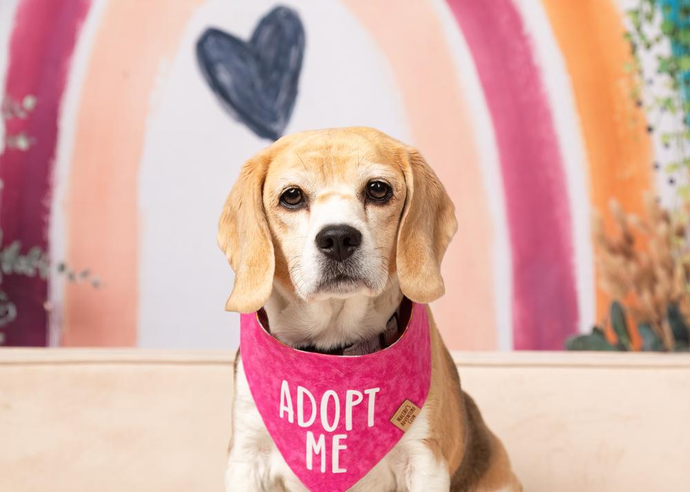 Rosie (Bonded with Ruby), a Adoptable Beagle in Frisco, TX image 1/6