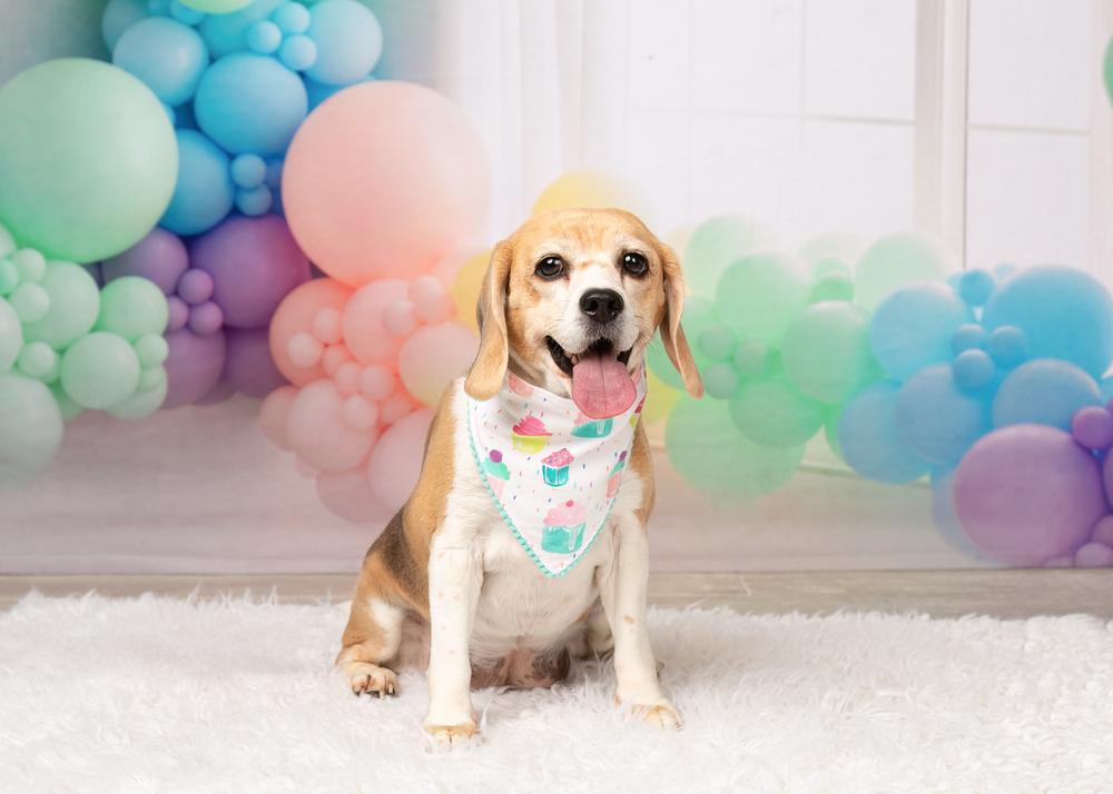 Rosie (Bonded with Ruby), a Adoptable Beagle in Frisco, TX image 2/6