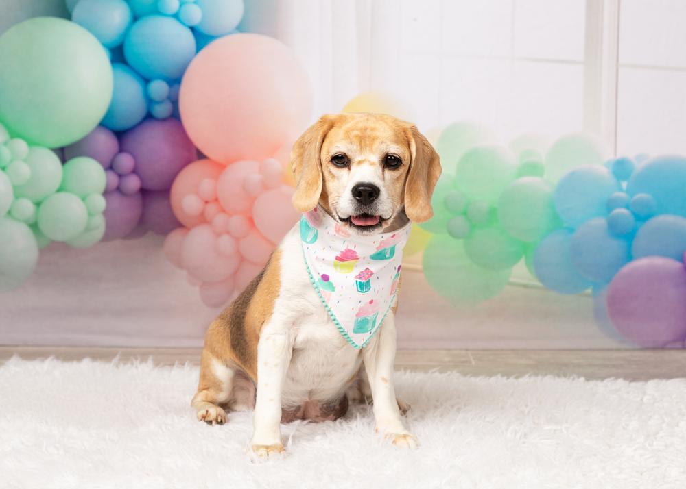 Rosie (Bonded with Ruby), a Adoptable Beagle in Frisco, TX image 3/6