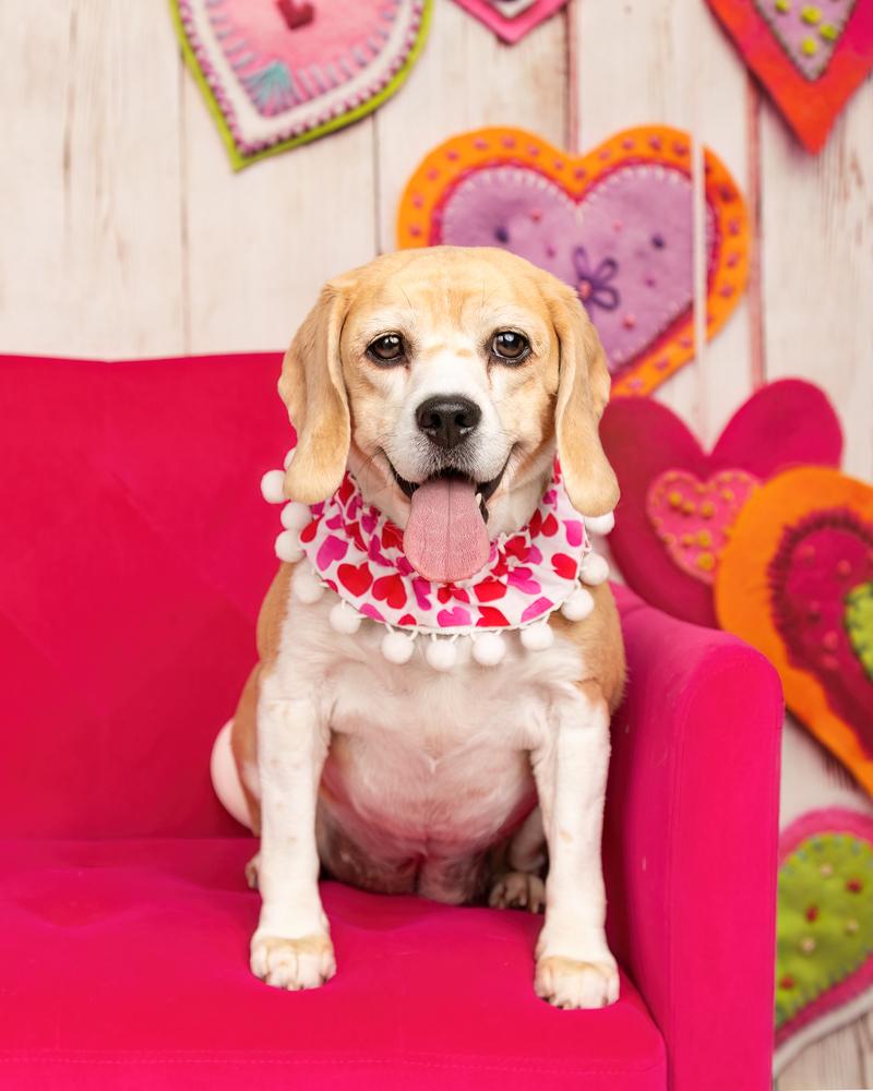 Rosie (Bonded with Ruby), a Adoptable Beagle in Frisco, TX image 4/6