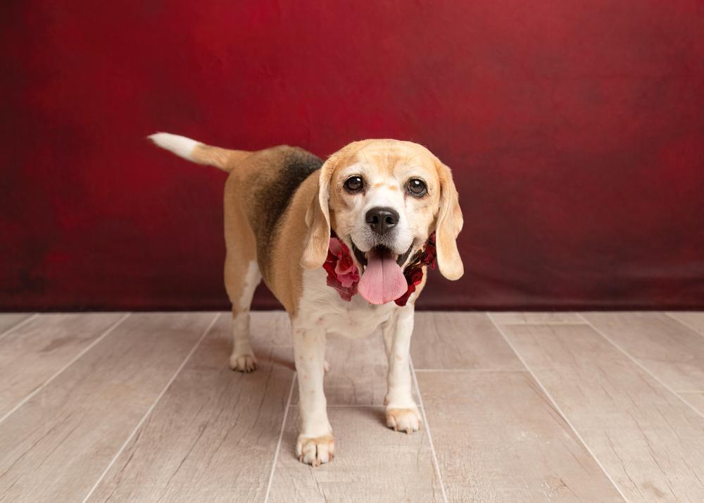 Rosie (Bonded with Ruby), a Adoptable Beagle in Frisco, TX image 5/6