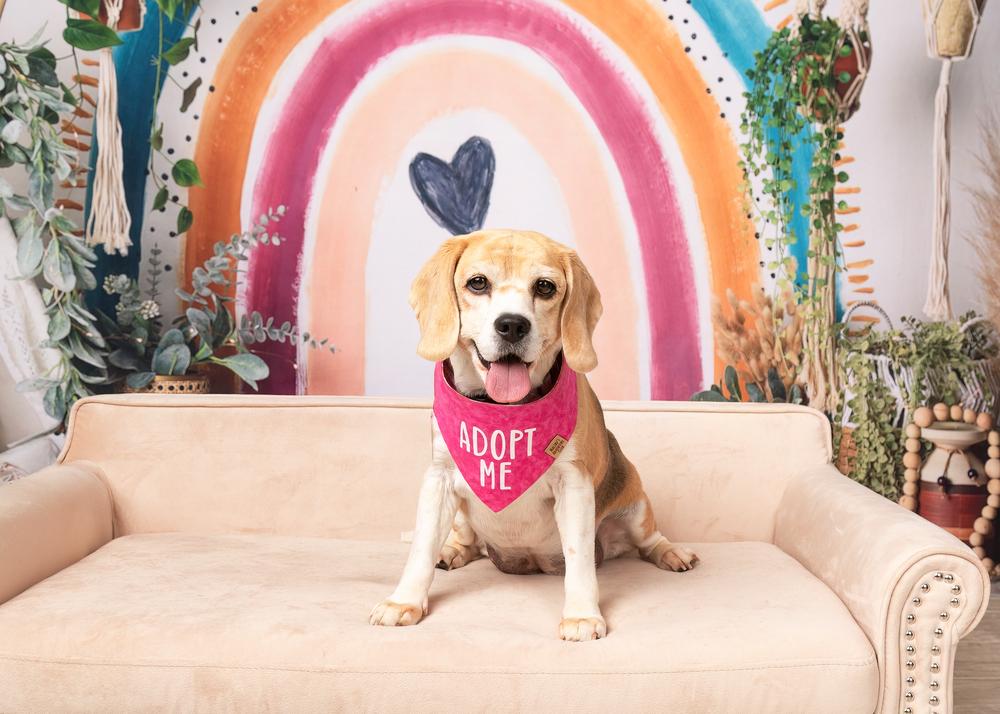 Rosie (Bonded with Ruby), a Adoptable Beagle in Frisco, TX image 6/6