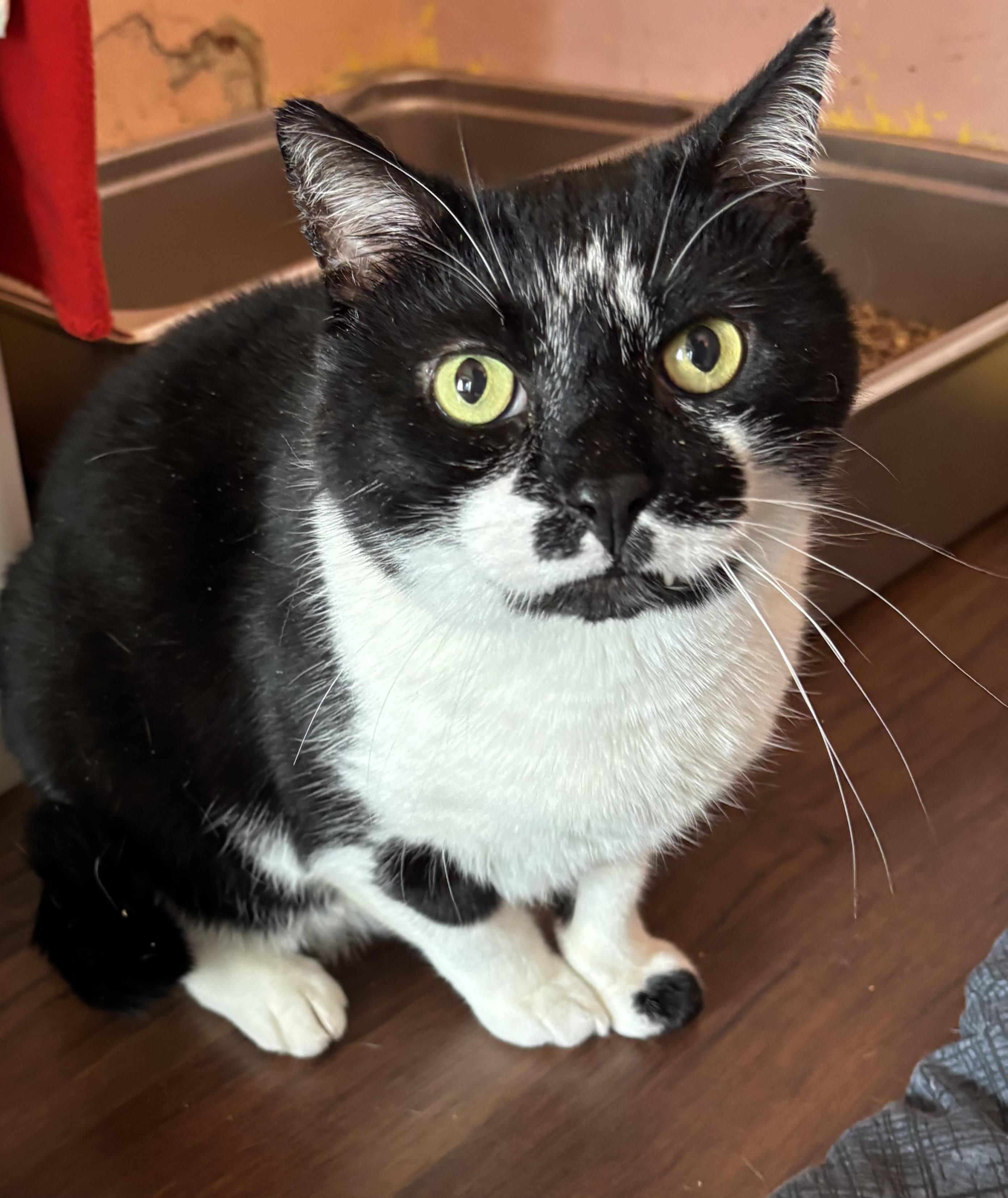 Enlarge Hunter, a Adoptable Domestic Short Hair in Hudson, NY image 1/1
