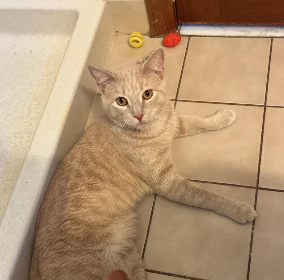 ZESTY & CREME BRULEE-Bonded Brothers, a Adoptable Domestic Short Hair in Spotswood, NJ image 2/6