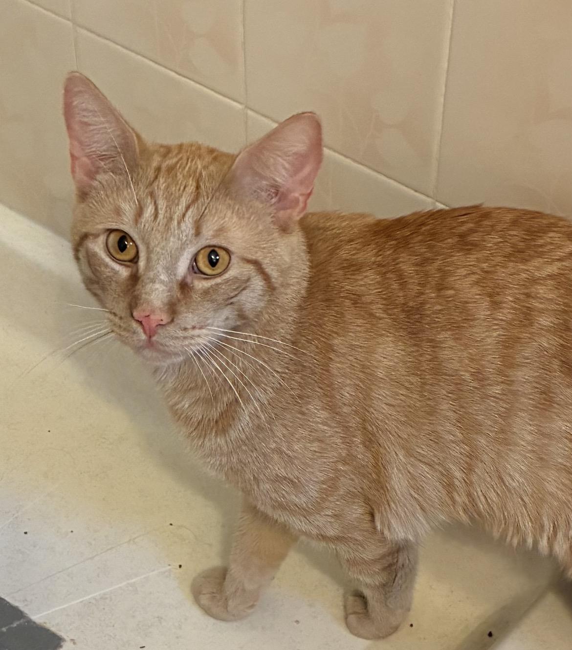 ZESTY & CREME BRULEE-Bonded Brothers, a Adoptable Domestic Short Hair in Spotswood, NJ image 4/6