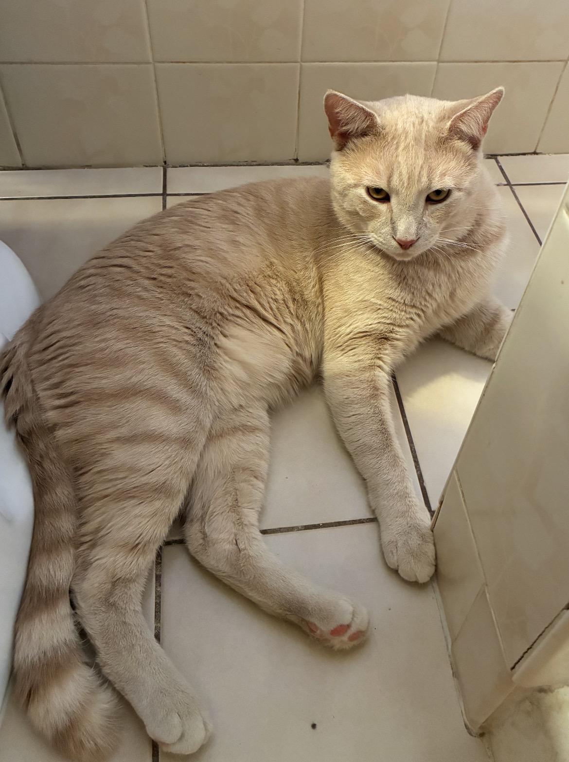 ZESTY & CREME BRULEE-Bonded Brothers, a Adoptable Domestic Short Hair in Spotswood, NJ image 3/6
