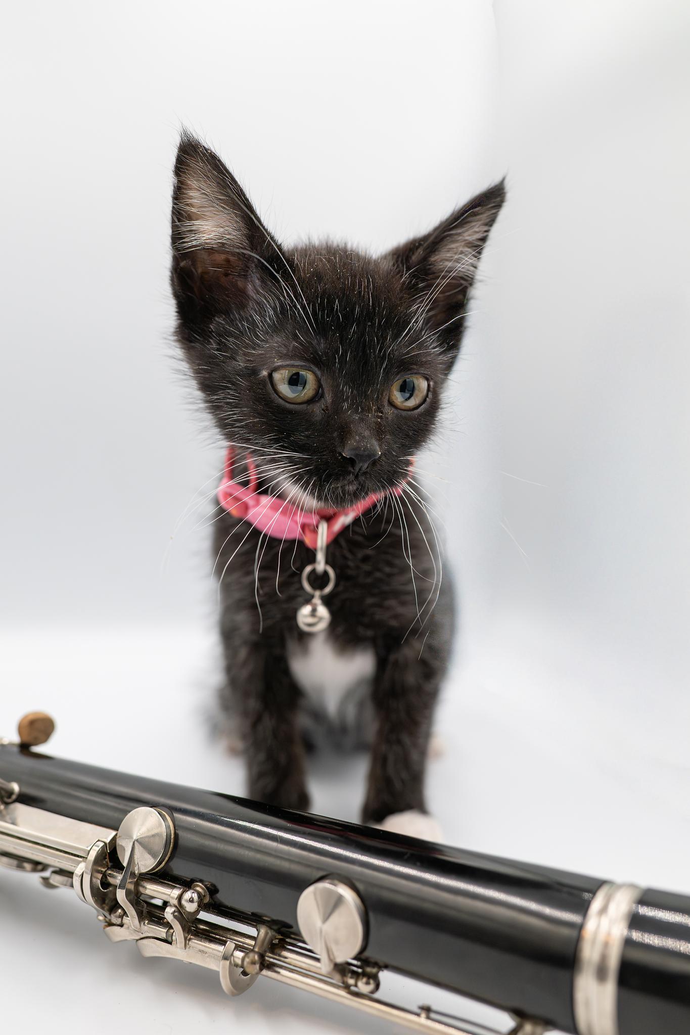 John Coltrane, an adopted Domestic Short Hair in Portland, OR image 3/4