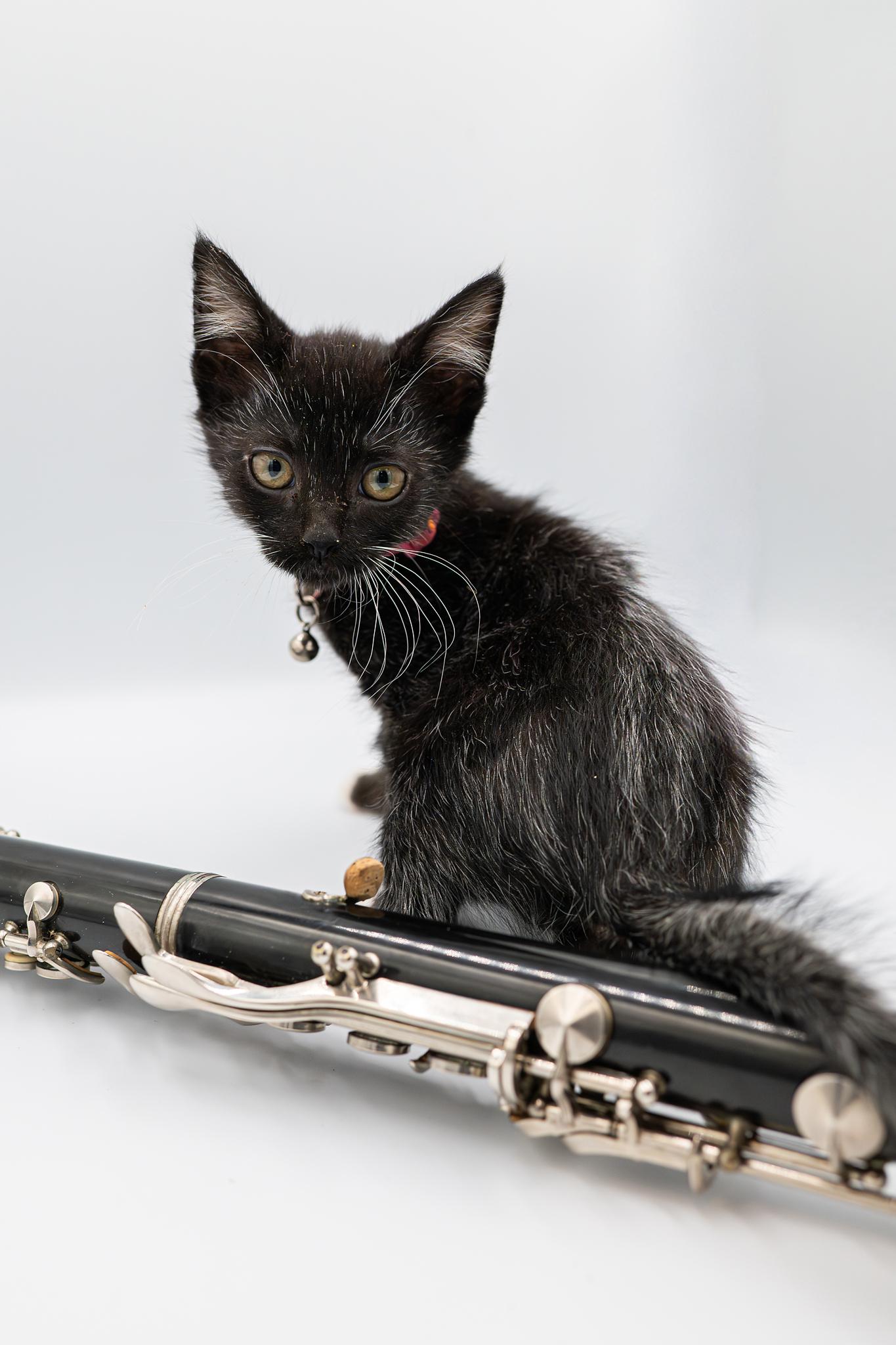 John Coltrane, an adopted Domestic Short Hair in Portland, OR image 2/4