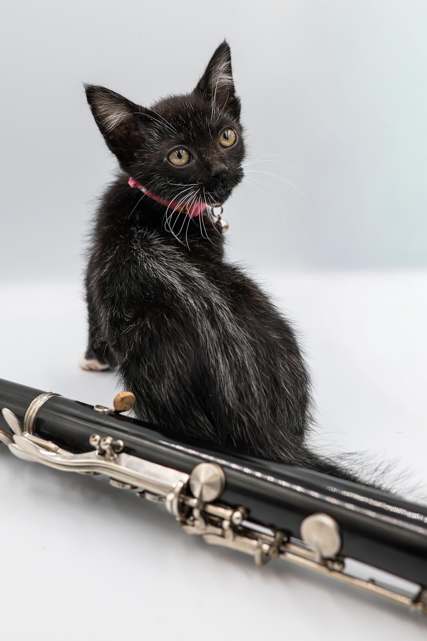 John Coltrane, an adopted Domestic Short Hair in Portland, OR image 4/4