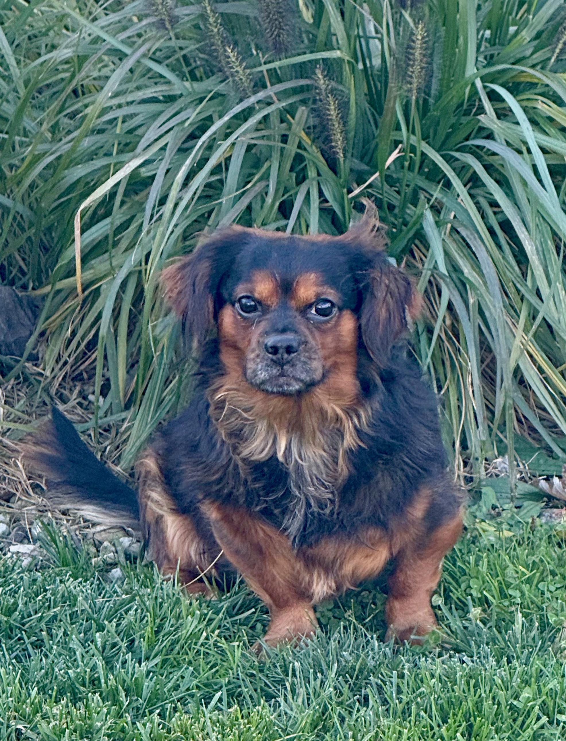 Chato, Adoptable, Adult Male Cavalier King Charles Spaniel.