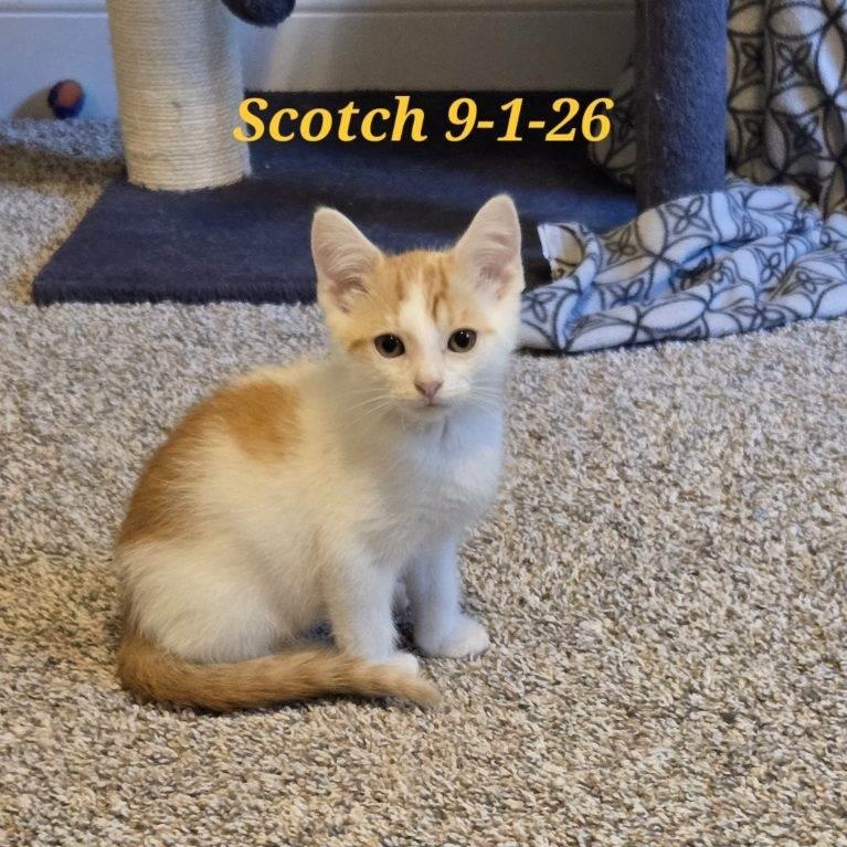 Enlarge Scotch - COURTESY POST, a Adoptable Domestic Short Hair in Fowlerville, MI image 1/1