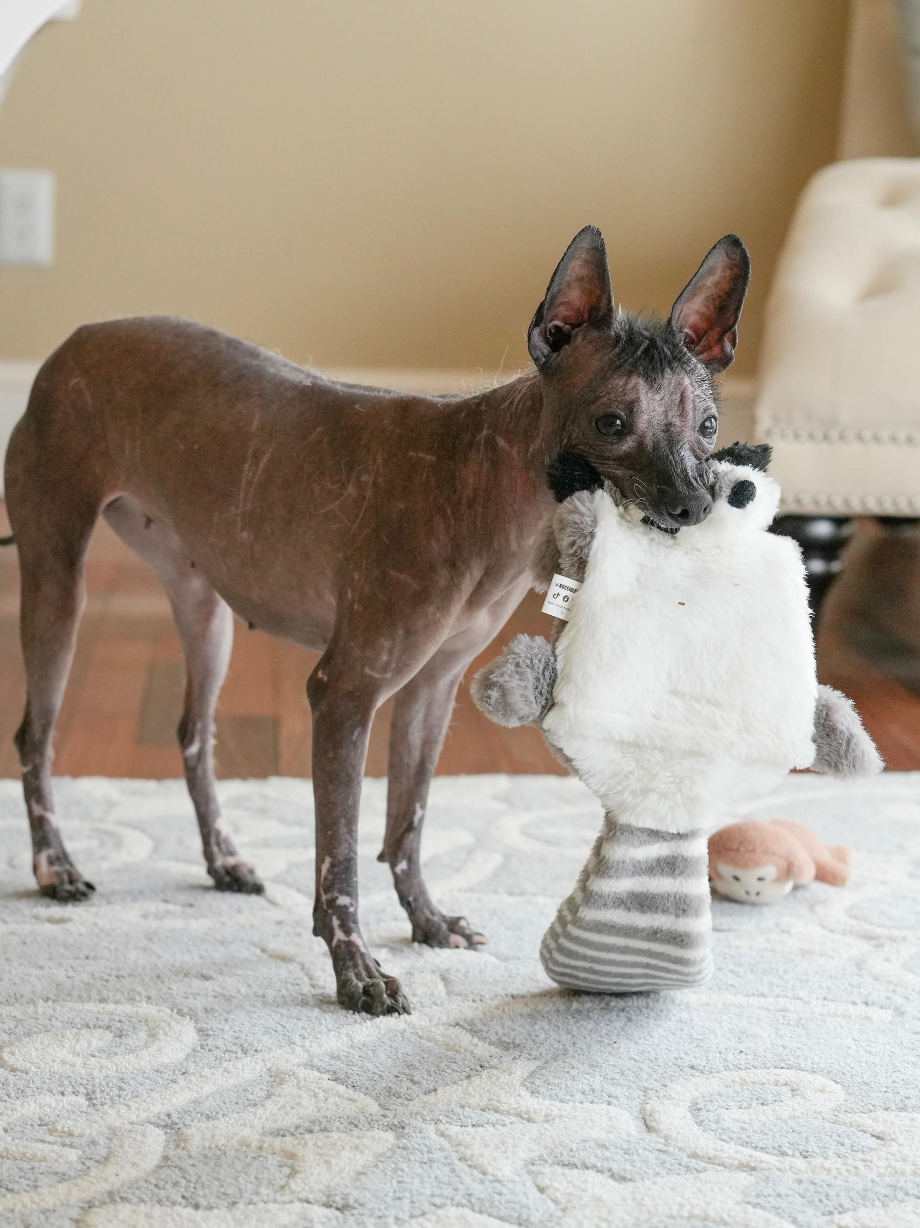 Otter, a Adoptable mixed breed in Atlanta, GA image 5/6