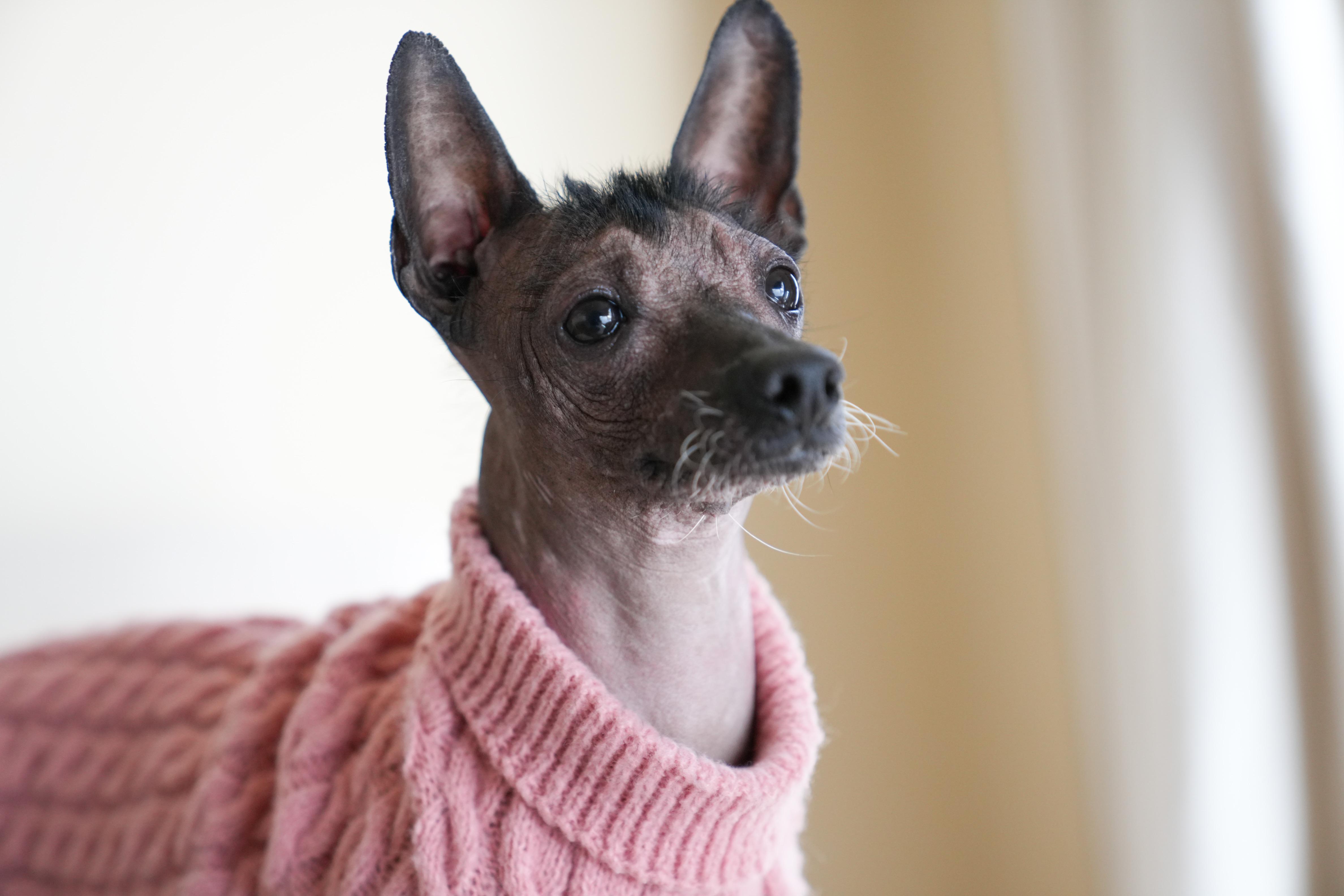 Otter, a Adoptable mixed breed in Atlanta, GA image 2/6