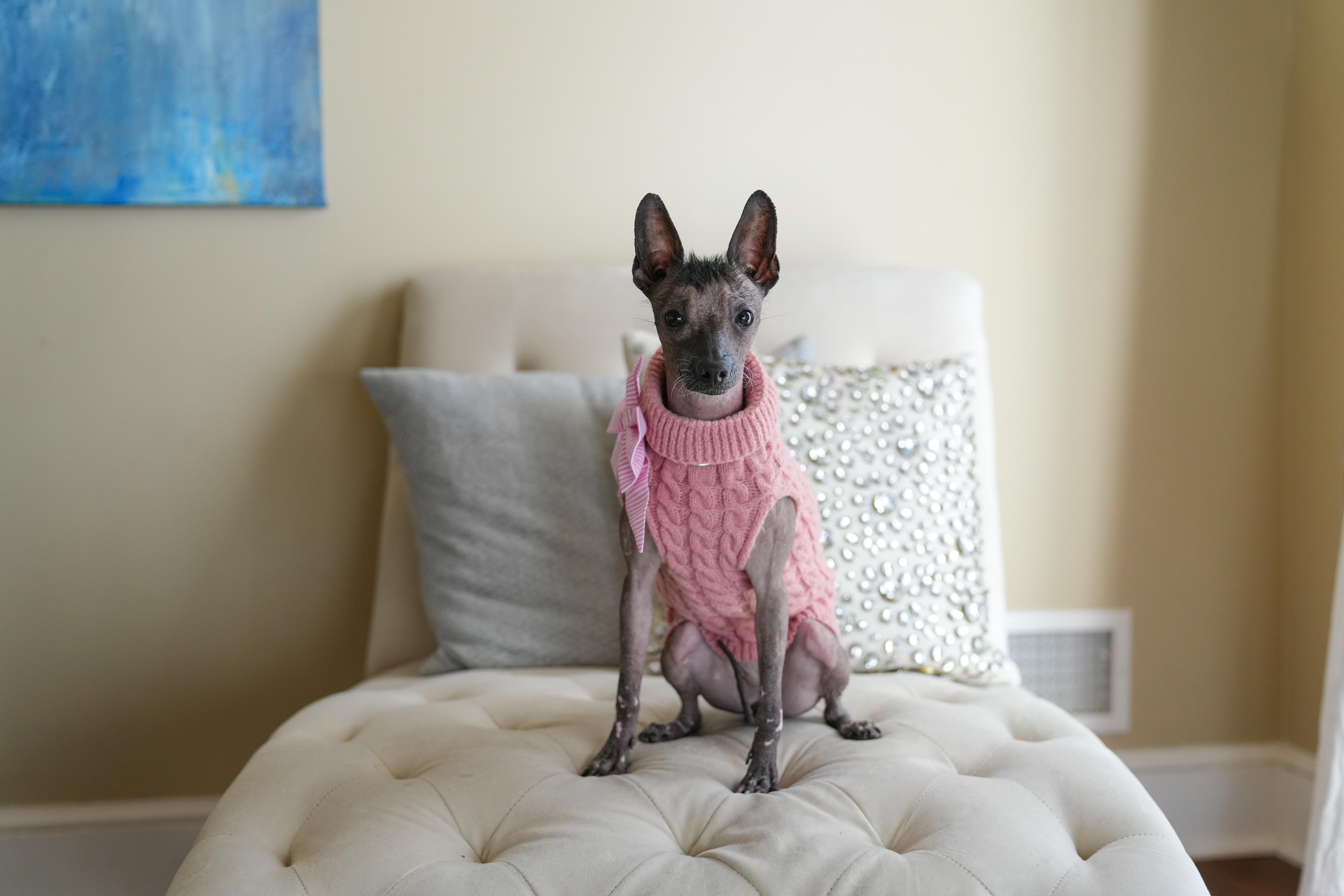 Otter, a Adoptable mixed breed in Atlanta, GA image 4/6