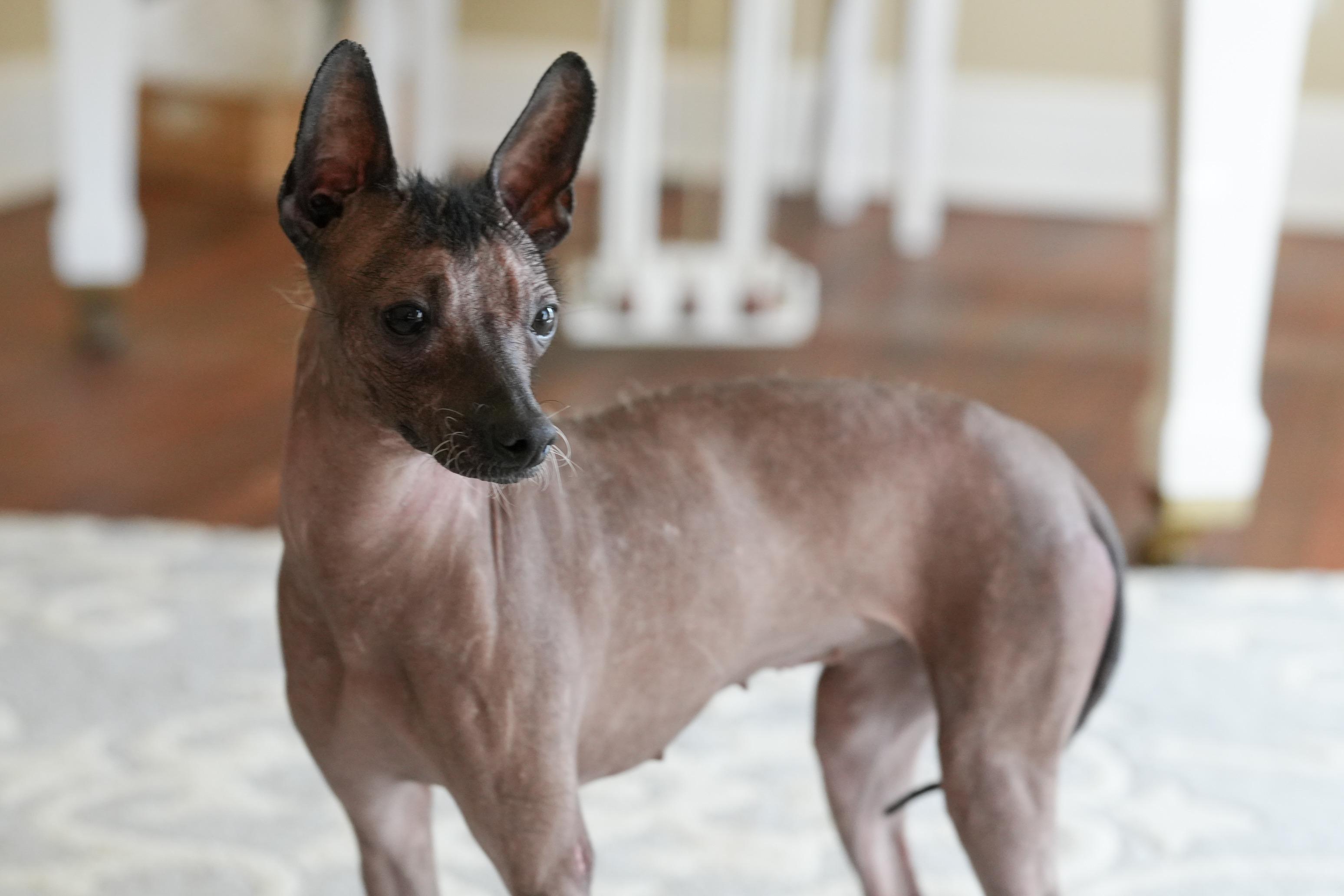 Otter, a Adoptable mixed breed in Atlanta, GA image 3/6