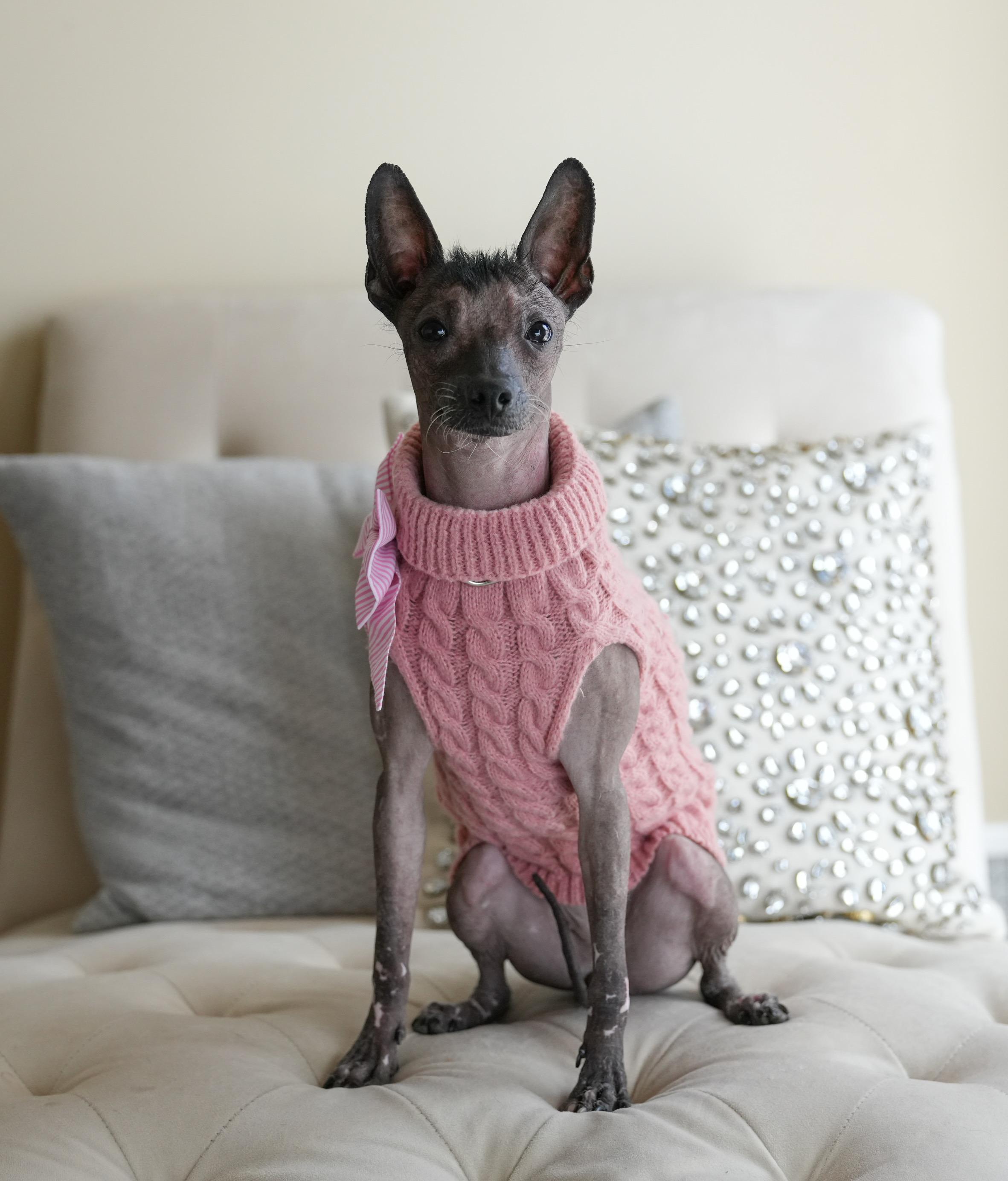 Otter, Adoptable, Young Female Xoloitzcuintli / Mexican Hairless.