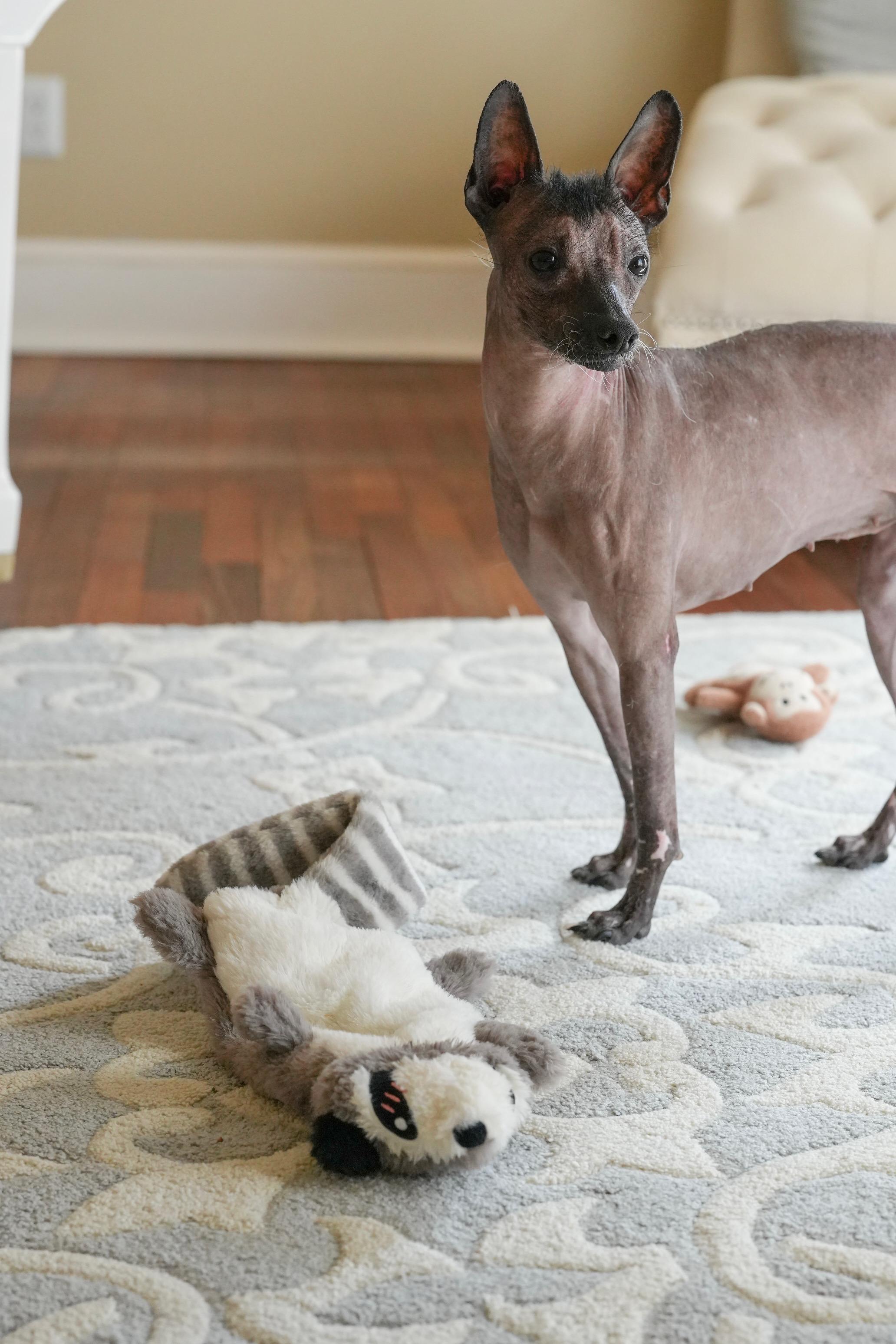 Otter, a Adoptable mixed breed in Atlanta, GA image 6/6