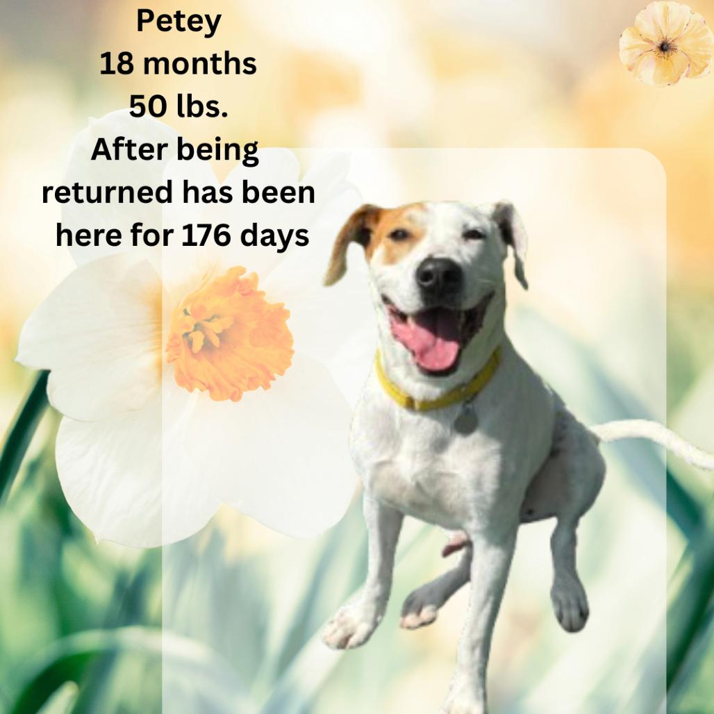 Petey, Adoptable, Adult Male Treeing Walker Coonhound & Pit Bull Terrier.