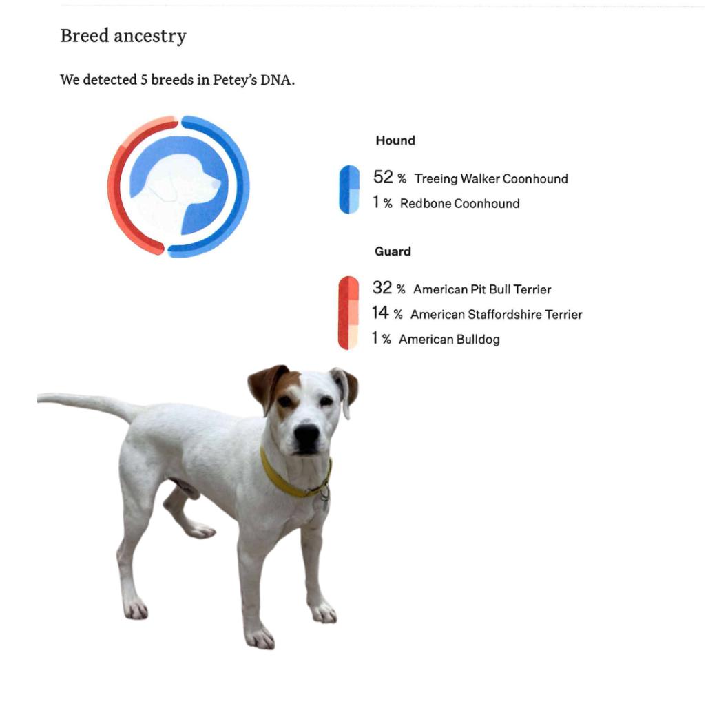 Petey, Adoptable, Young Male Treeing Walker Coonhound & Pit Bull Terrier.