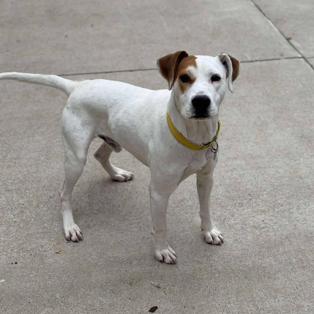 Enlarge Petey, a Adoptable mixed breed in Shinnston, WV image 1/1