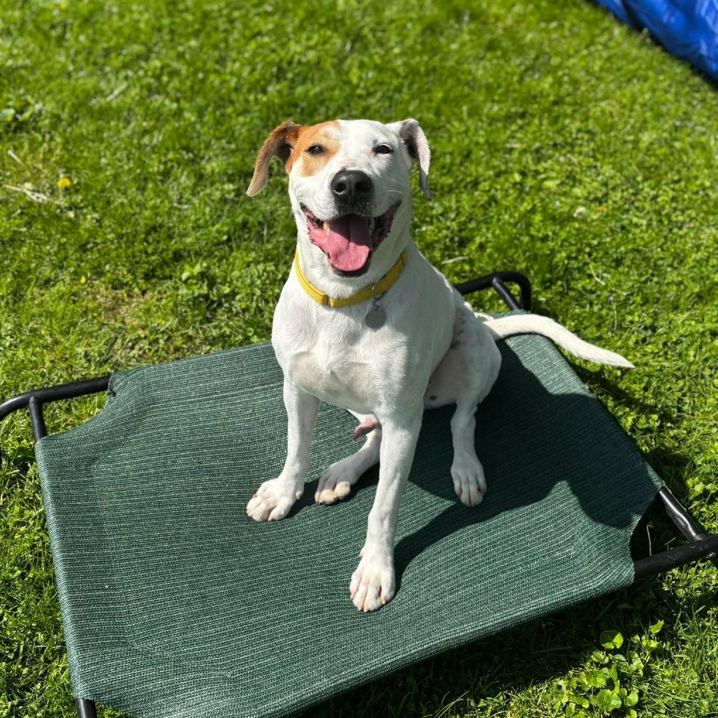 Enlarge Petey, a Adoptable mixed breed in Shinnston, WV image 5/5