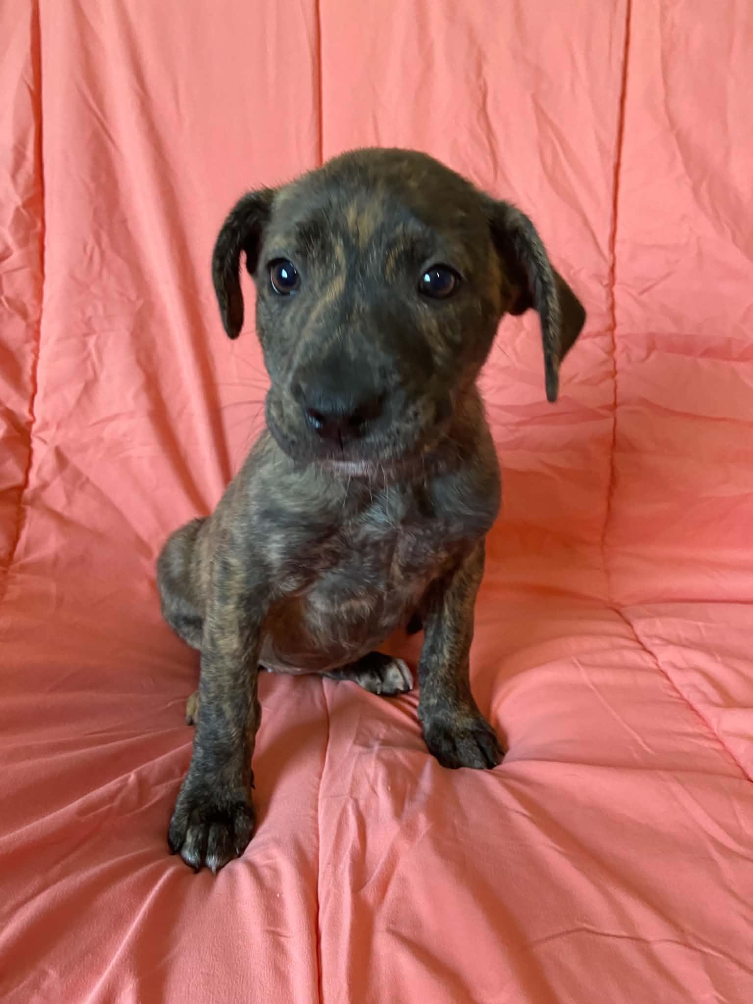 Tala, Adoptable, Puppy Female Plott Hound.