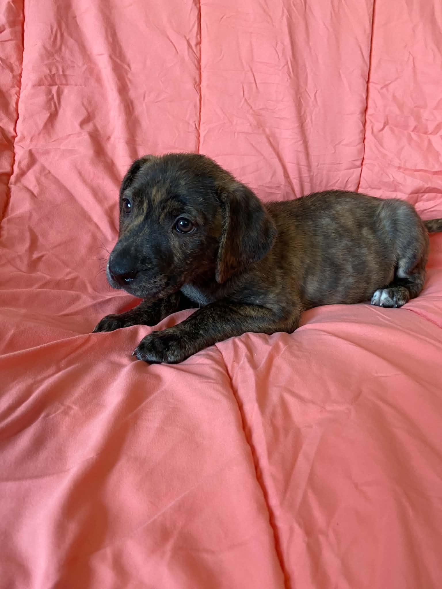 Enlarge Tala, a Adoptable Plott Hound in St. Louis, MO image 2/3