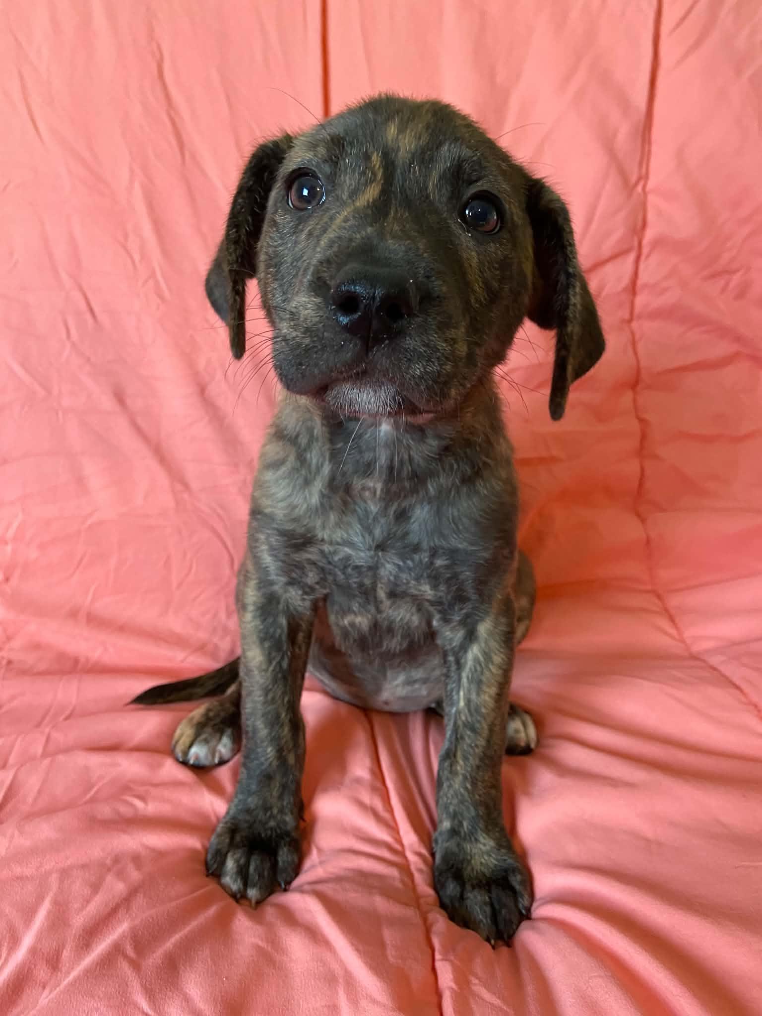 Enlarge Tala, a Adoptable Plott Hound in St. Louis, MO image 3/3