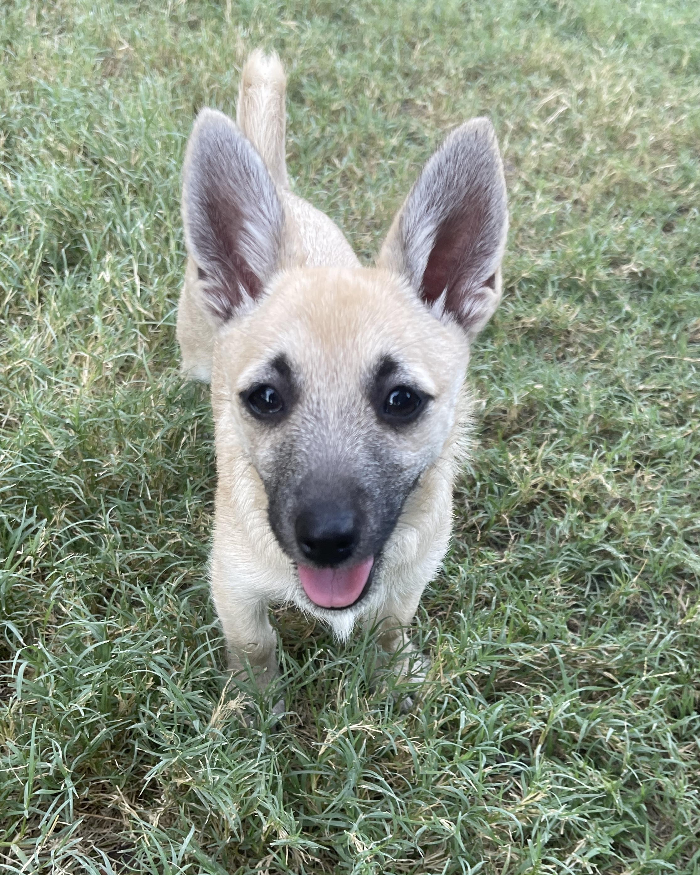 Enlarge Hobbit, a Adoptable mixed breed in Frisco, TX image 3/4