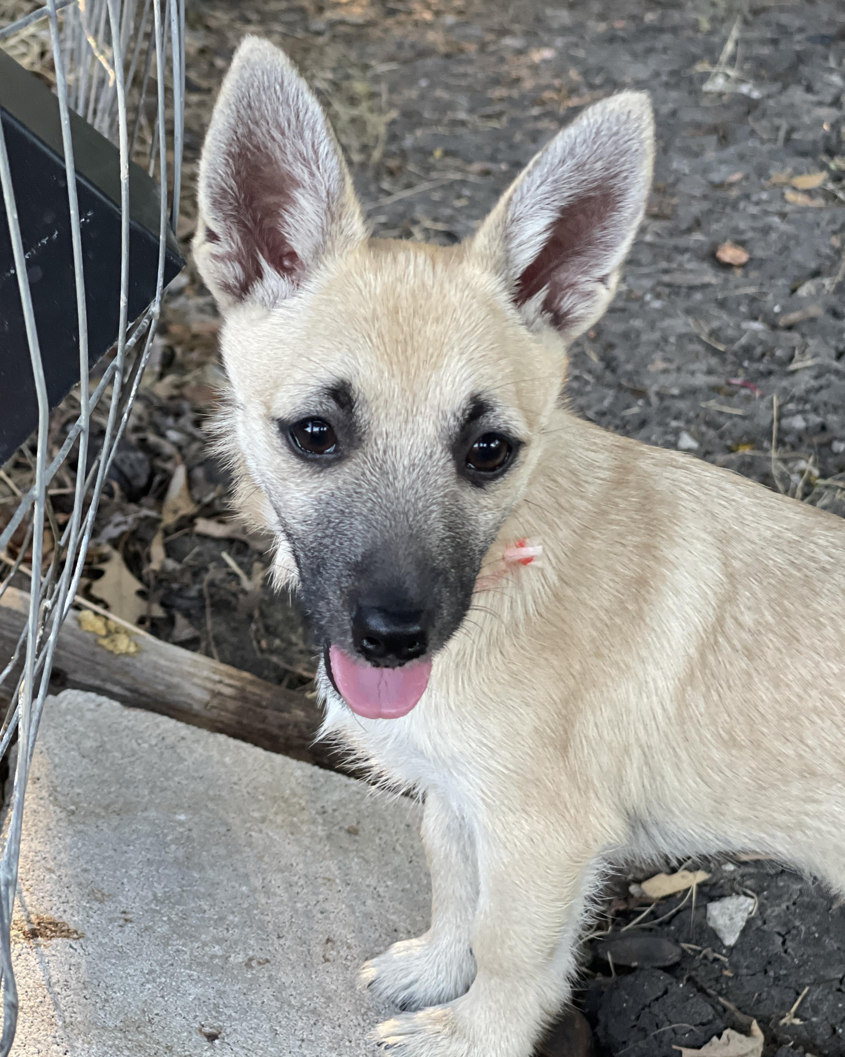 Enlarge Hobbit, a Adoptable mixed breed in Frisco, TX image 1/4