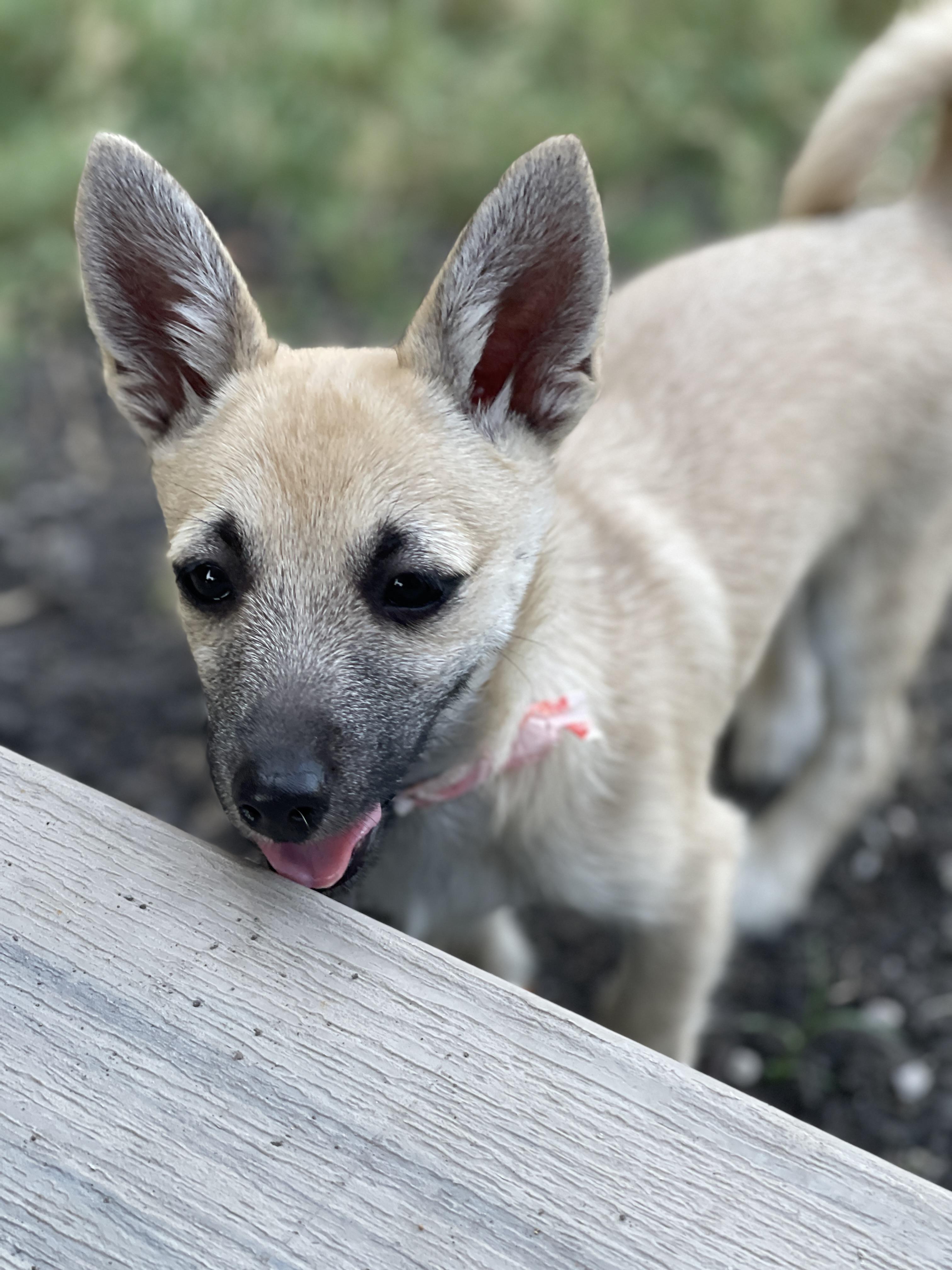 Enlarge Hobbit, a Adoptable mixed breed in Frisco, TX image 4/4