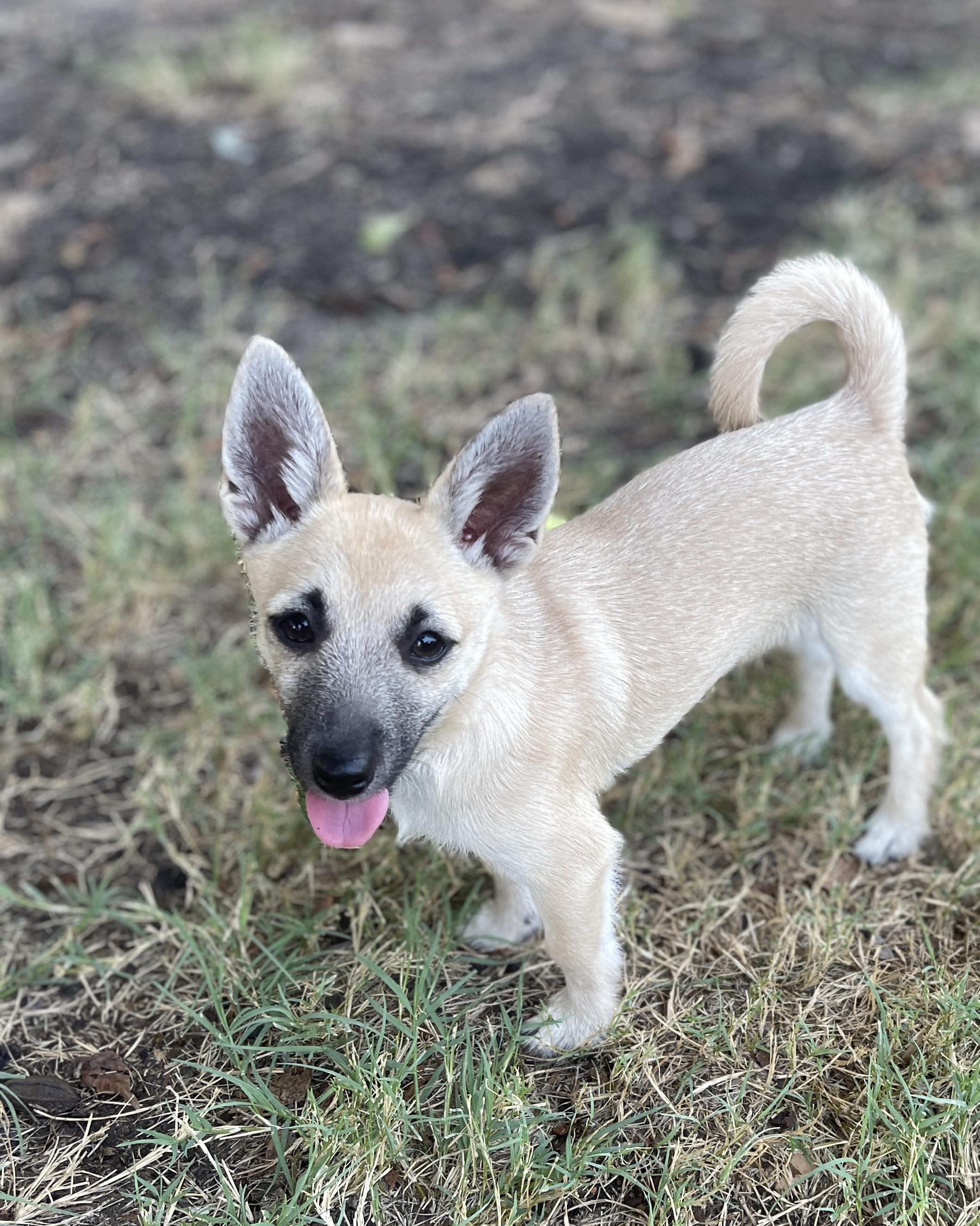 Enlarge Hobbit, a Adoptable mixed breed in Frisco, TX image 2/4