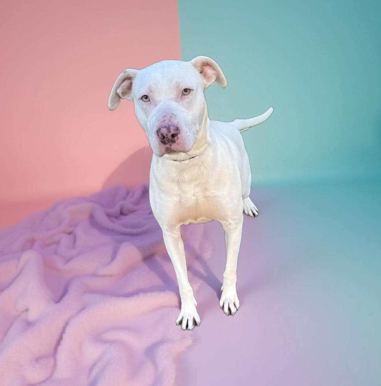 Bolt, ADOPTABLE, Adult Male Mixed Breed.