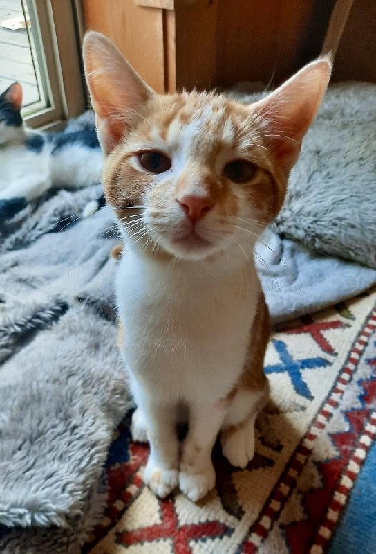 Enlarge Angus, a Adoptable mixed breed in Louisville, KY image 1/1