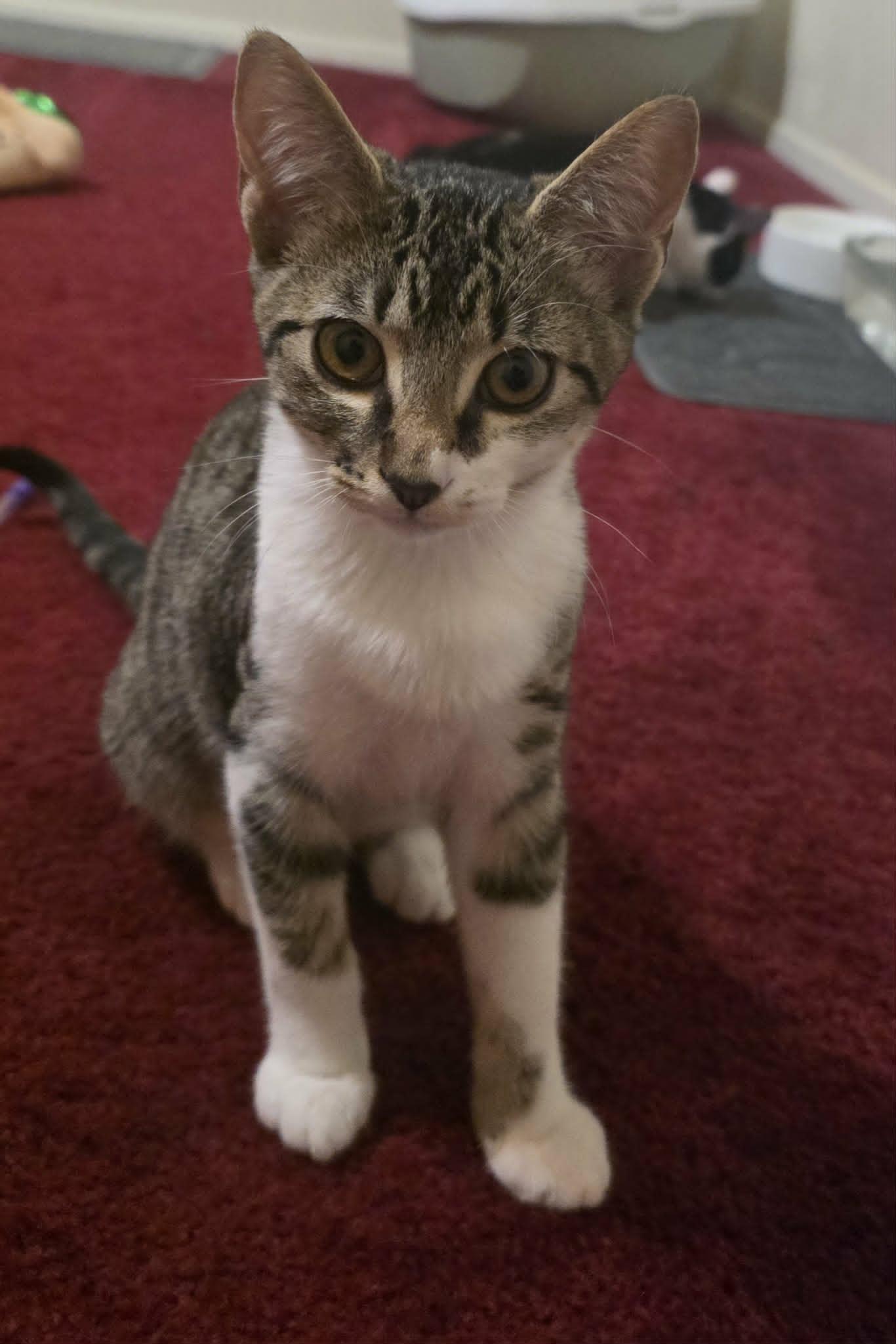 Soxy, Adopted, Young Female Domestic Short Hair.