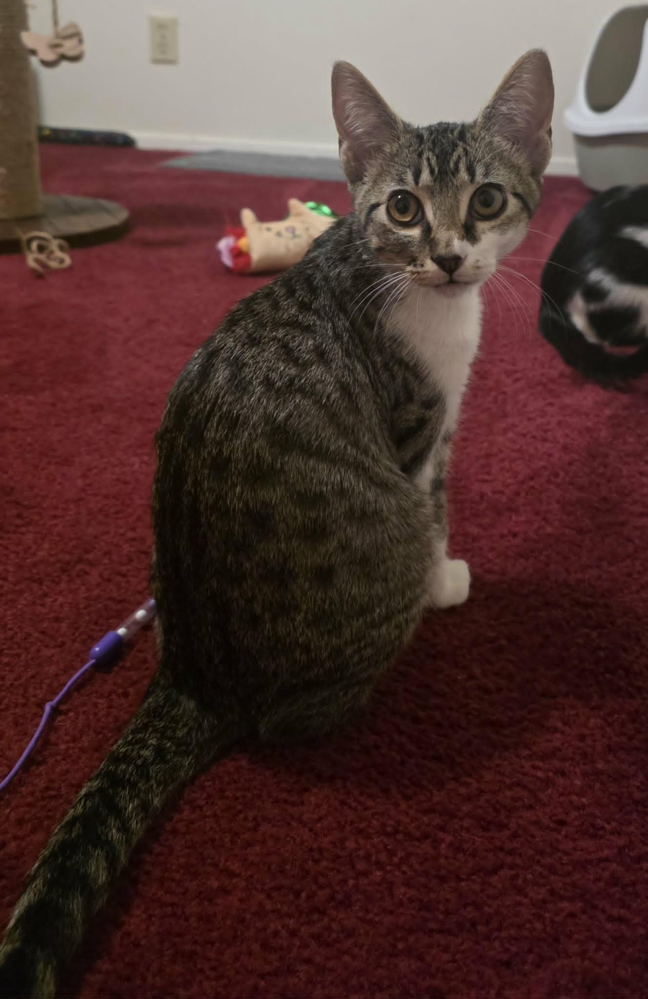 Enlarge Soxy, a Adopted Domestic Short Hair in Mansfield, TX image 2/3