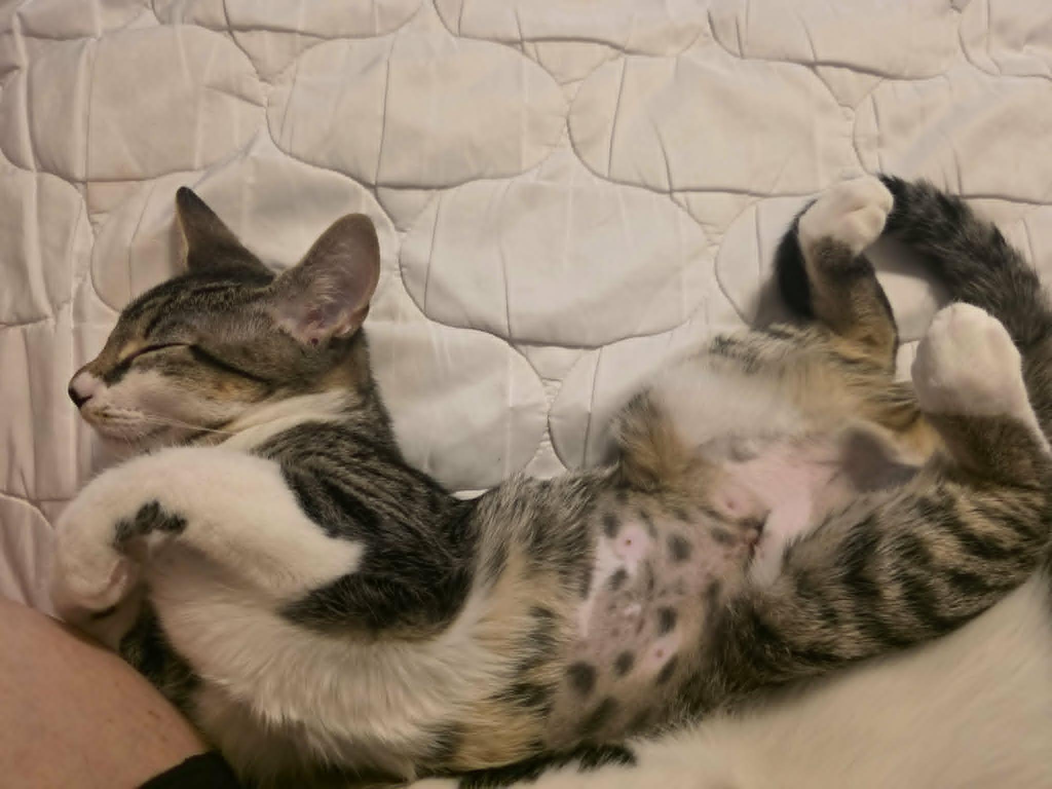 Enlarge Soxy, a Adopted Domestic Short Hair in Mansfield, TX image 3/3