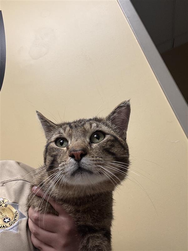 Enlarge Moe, an adoptable Domestic Short Hair in Jenks, OK image 1/1