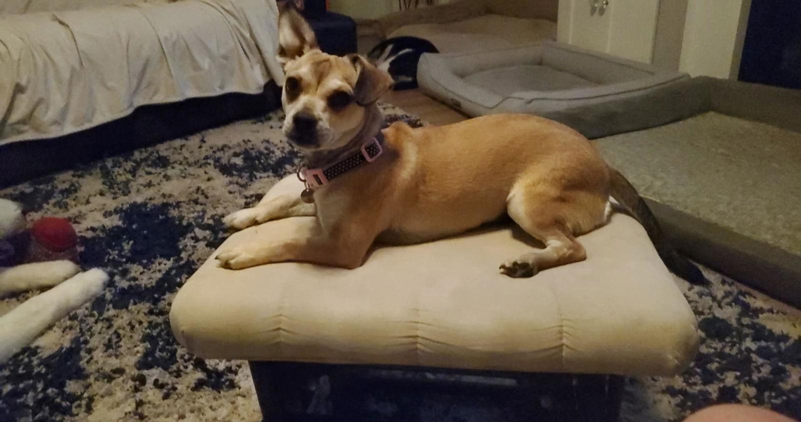 Marcel, a Adoptable mixed breed in Escondido, CA image 1/3