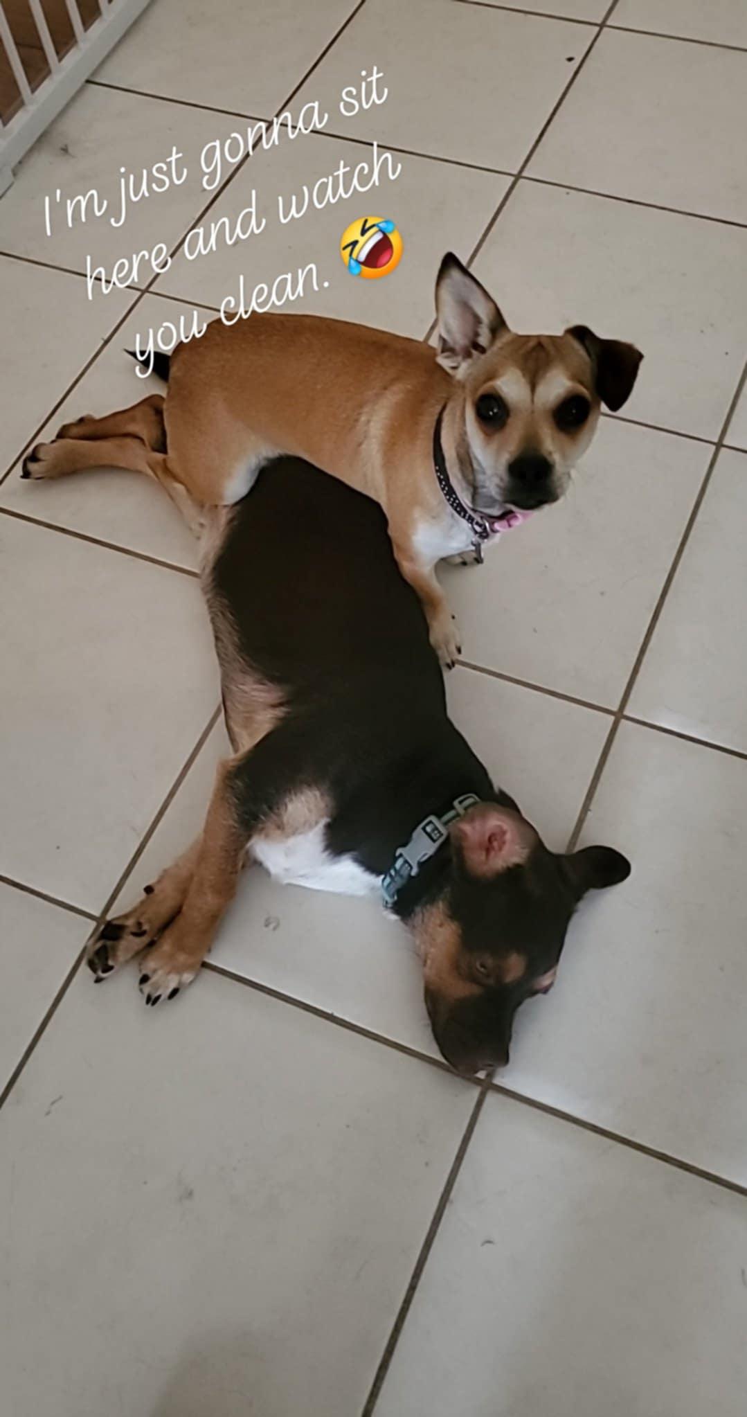 Marcel, a Adoptable mixed breed in Escondido, CA image 2/3