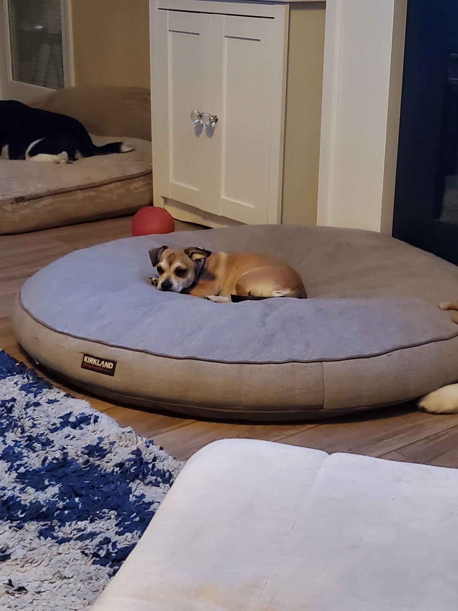 Marcel, Adoptable, Puppy Female Pug & Dachshund.