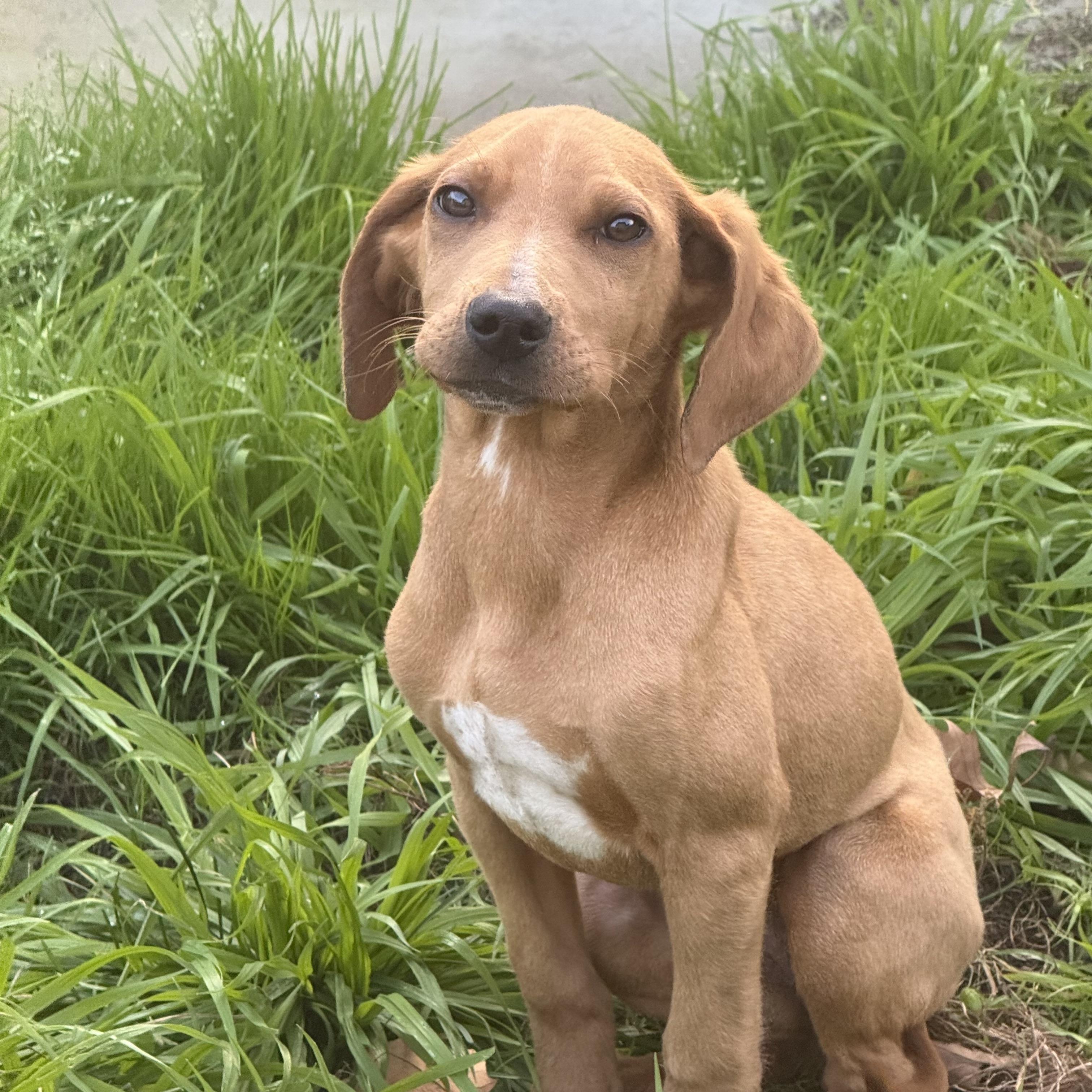 Enlarge Tanner, a Adoptable mixed breed in Redwood City, CA image 1/5