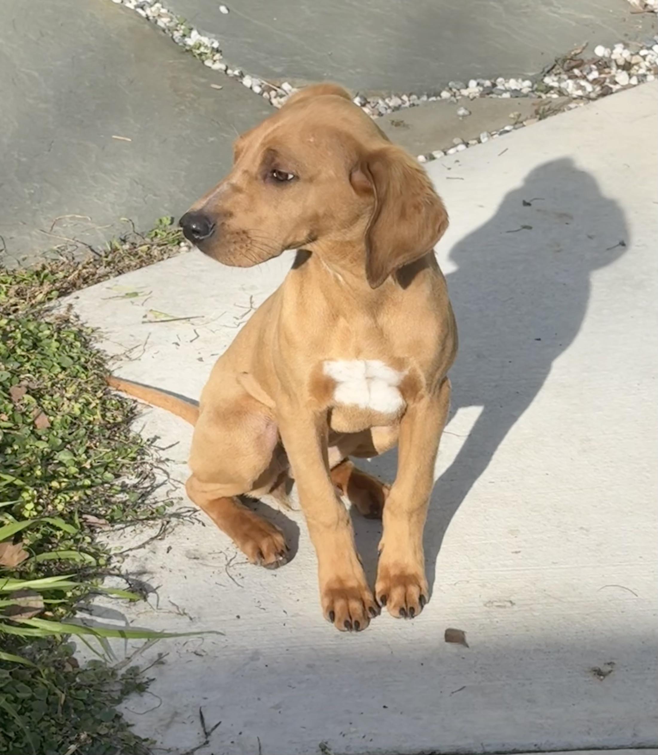 Enlarge Tanner, a Adoptable mixed breed in Redwood City, CA image 4/5
