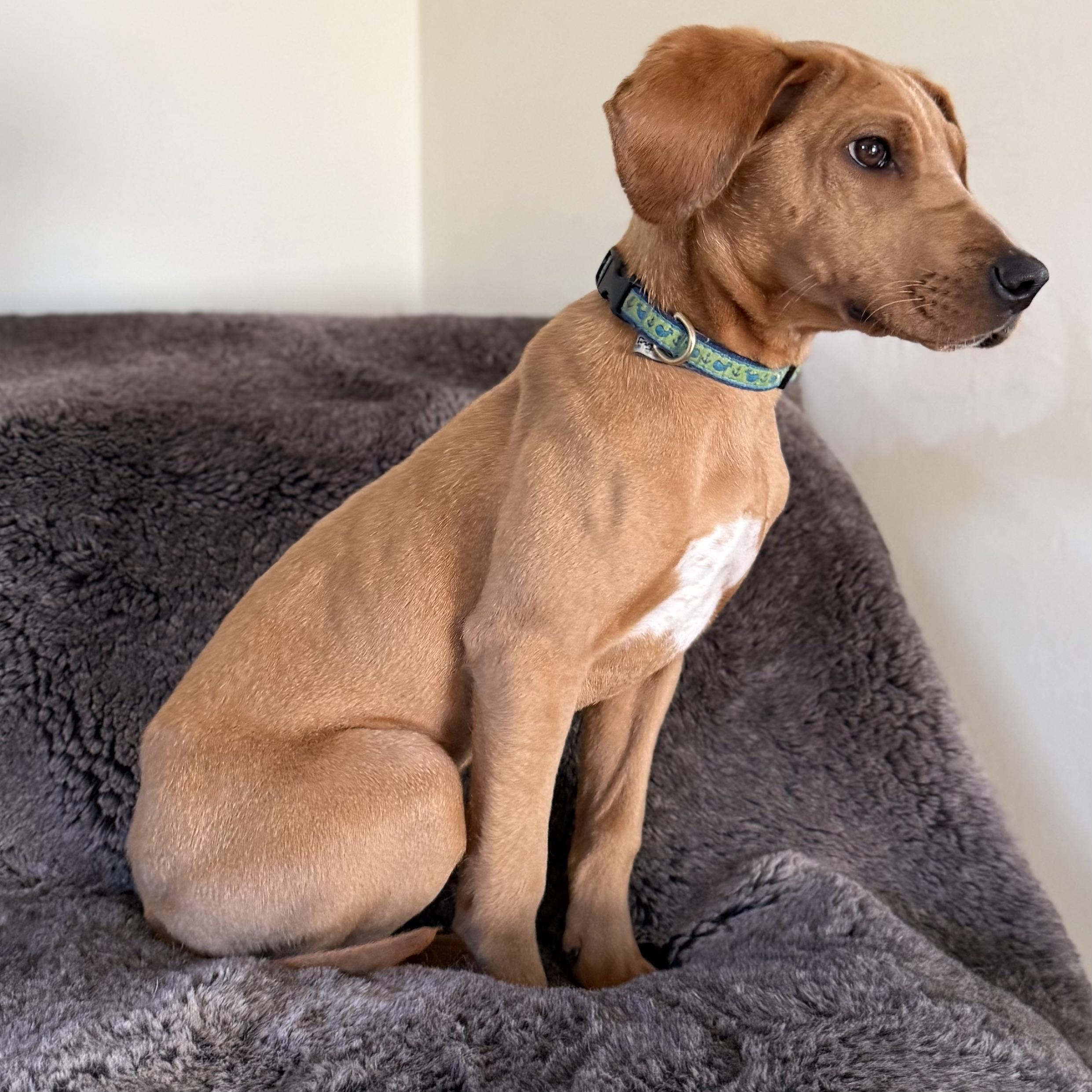 Enlarge Tanner, a Adoptable mixed breed in Redwood City, CA image 3/5