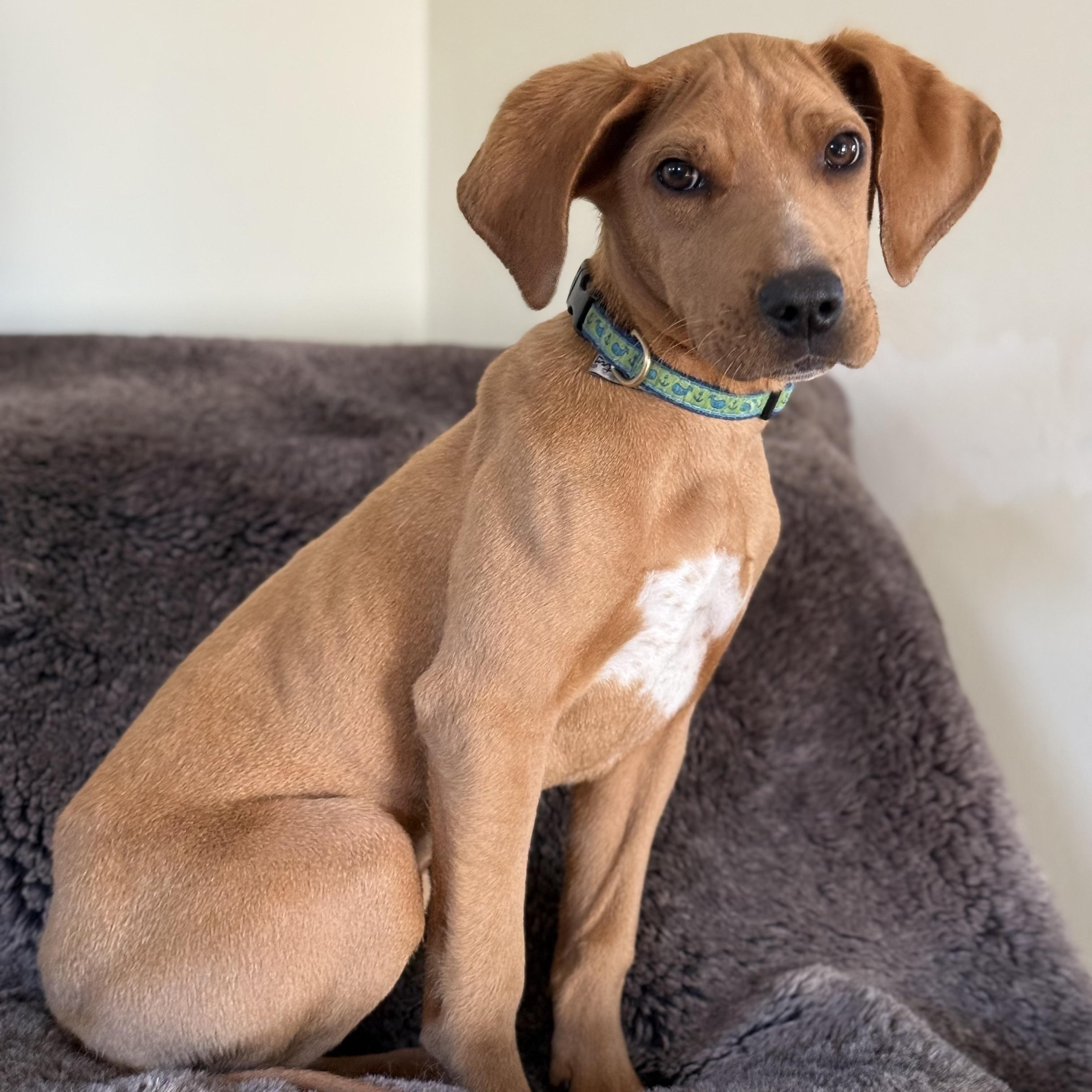 Enlarge Tanner, a Adoptable mixed breed in Redwood City, CA image 2/5