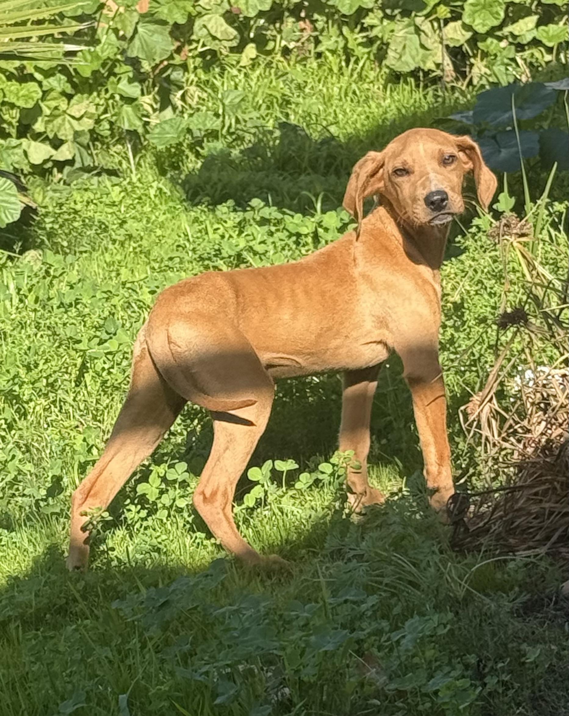 Enlarge Tanner, a Adoptable mixed breed in Redwood City, CA image 5/5